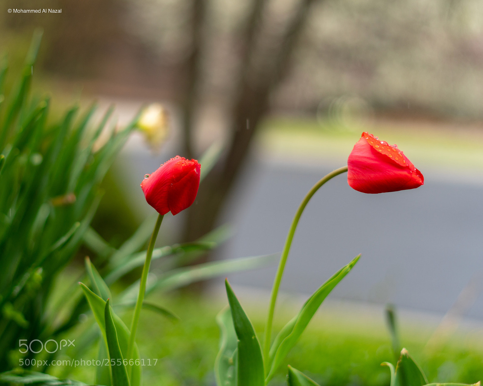 Sony a6300 sample photo. Spring photography