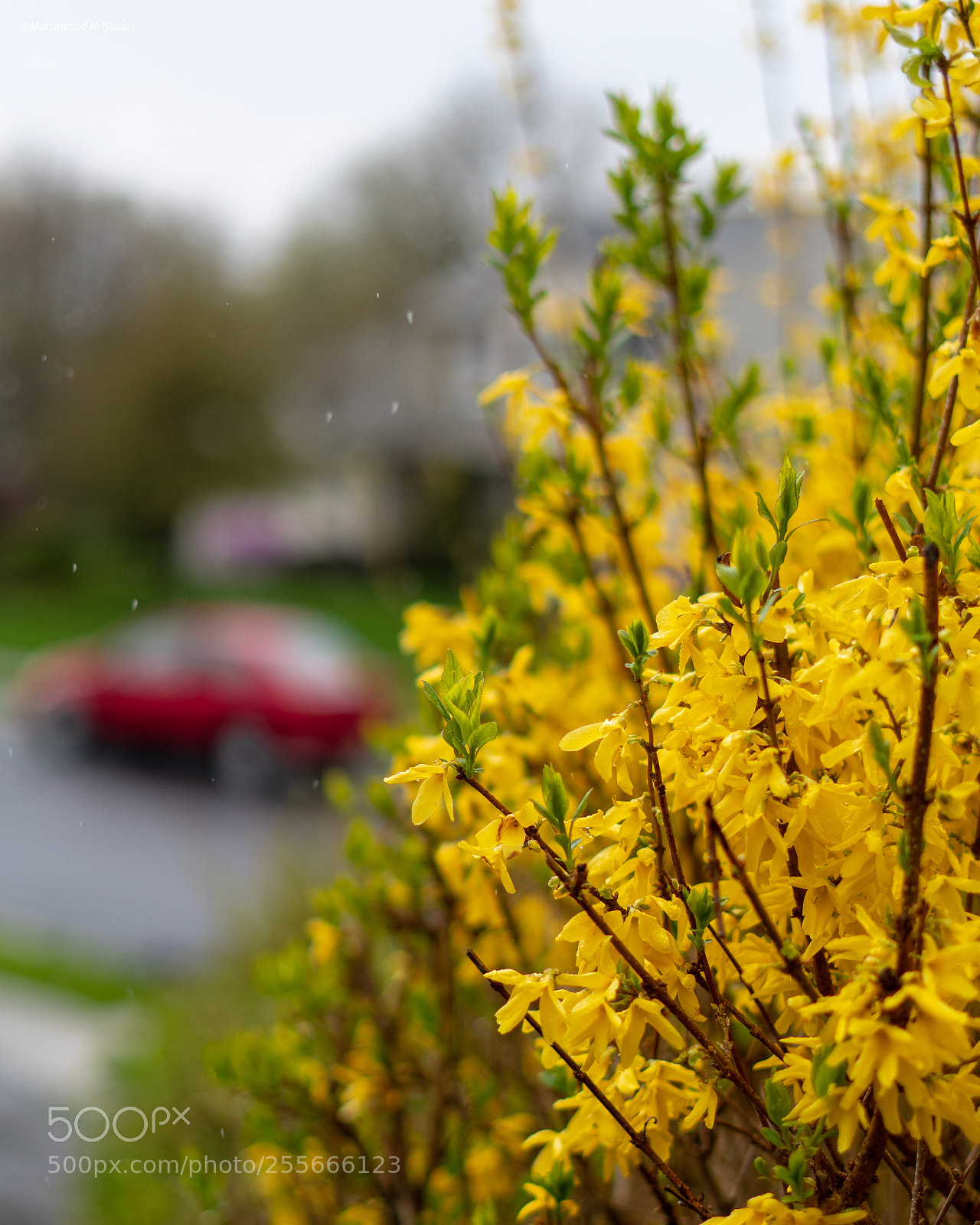 Sony a6300 sample photo. Spring photography
