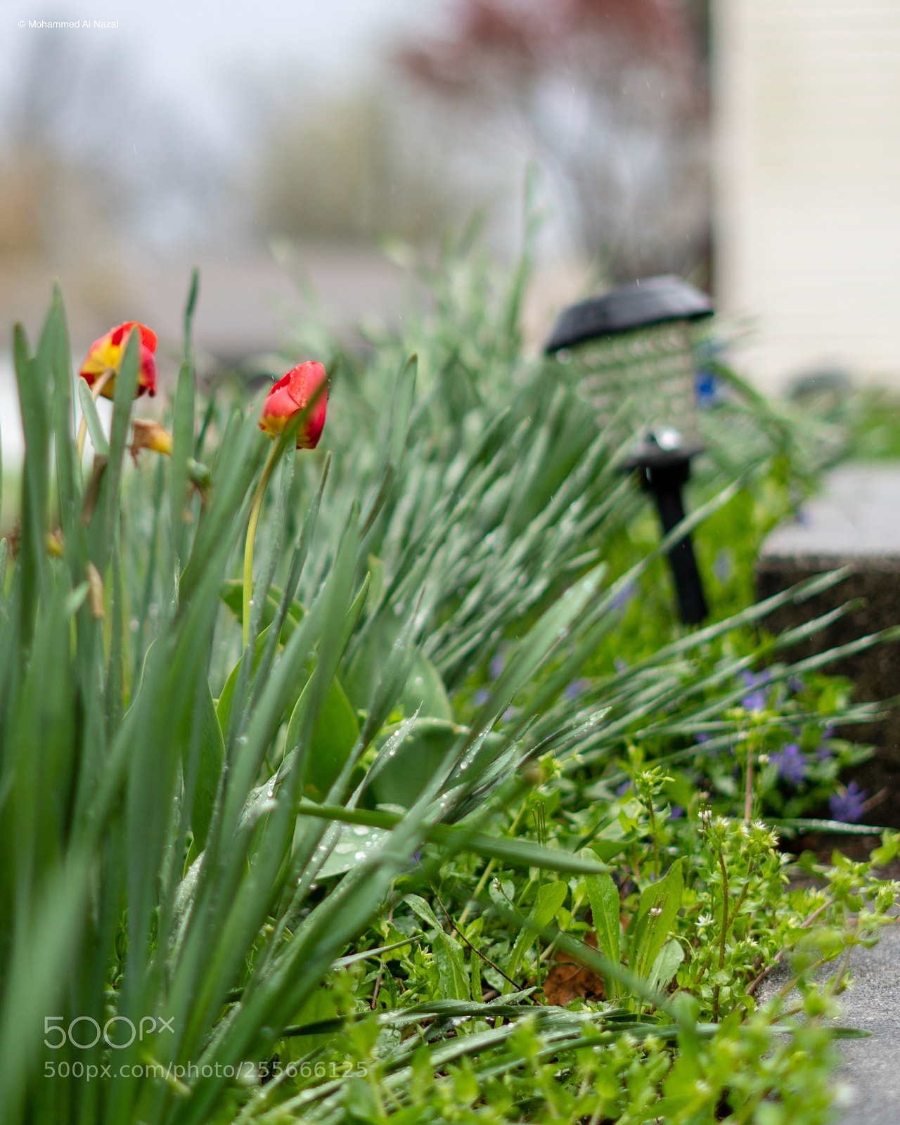 Sony a6300 sample photo. Spring photography