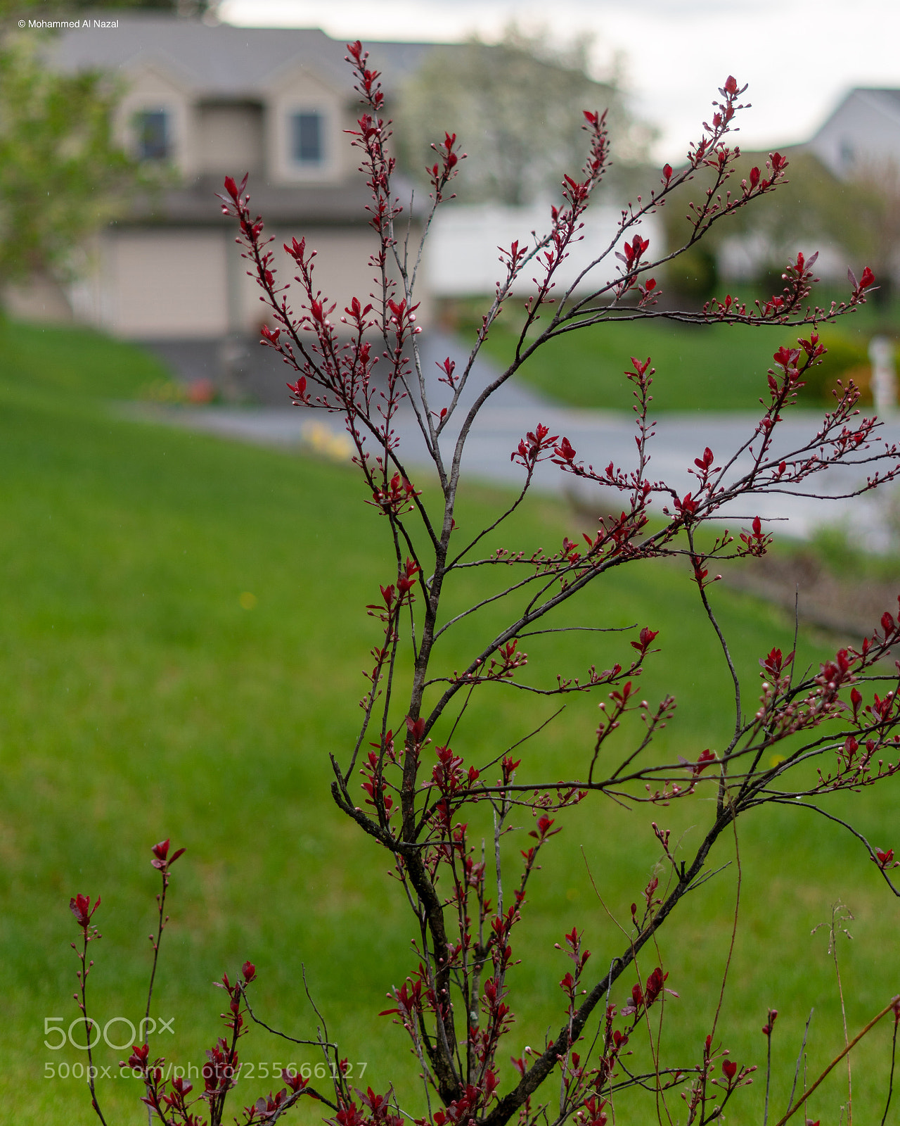 Sony a6300 sample photo. Spring photography