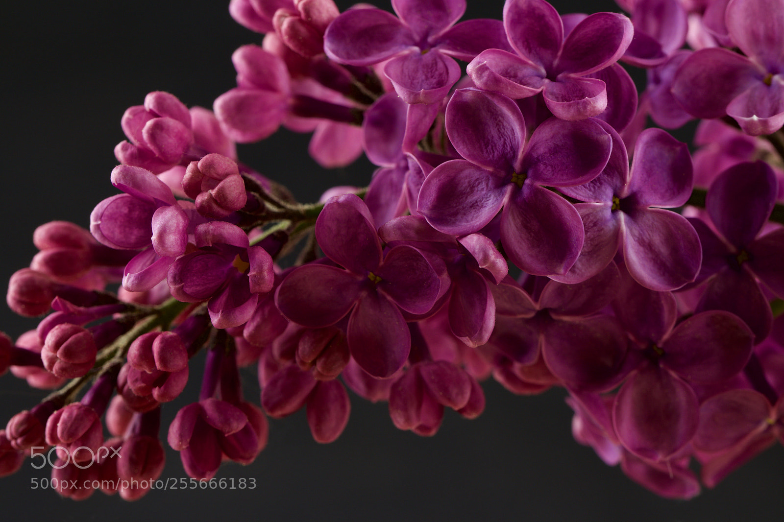 Canon EOS 80D sample photo. Lila flieder photography