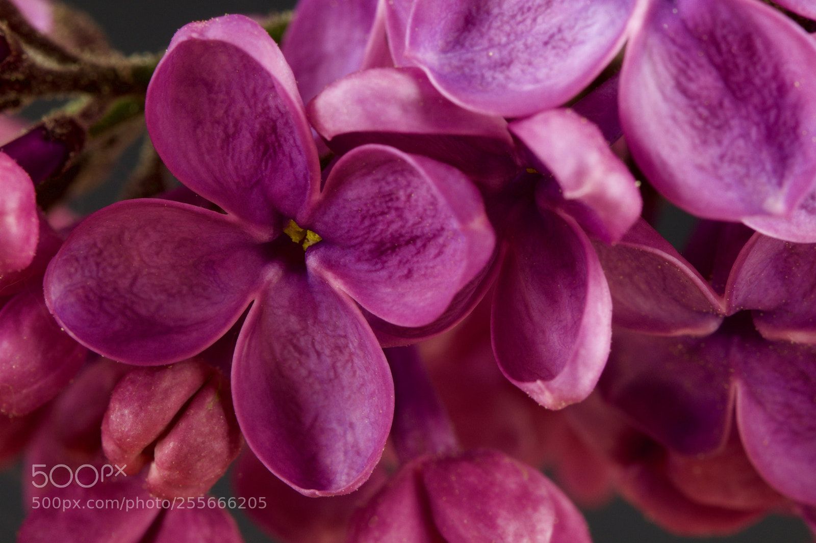 Canon EOS 80D sample photo. Purple elder photography