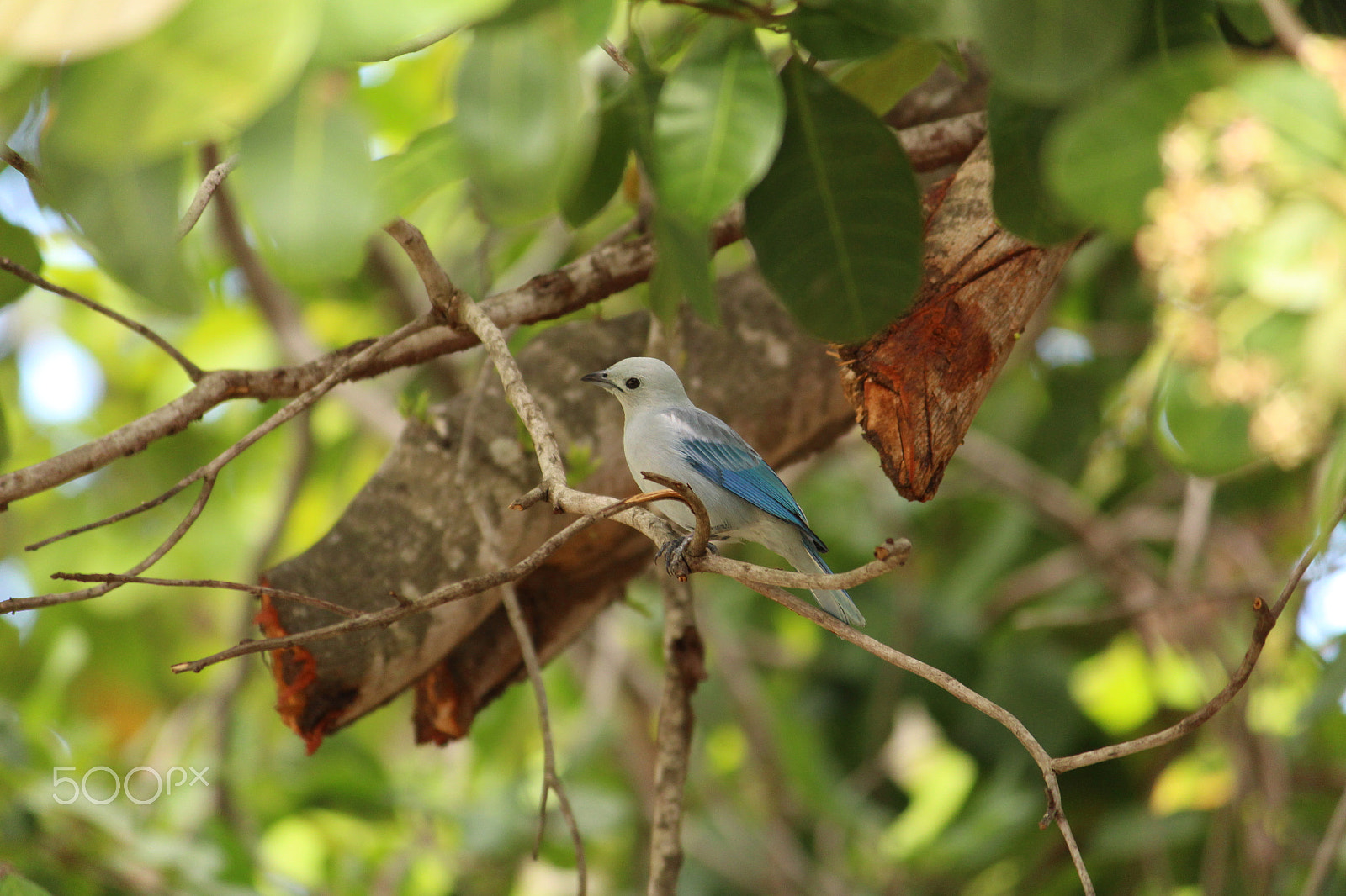 Canon EOS 700D (EOS Rebel T5i / EOS Kiss X7i) sample photo. Bluebird photography