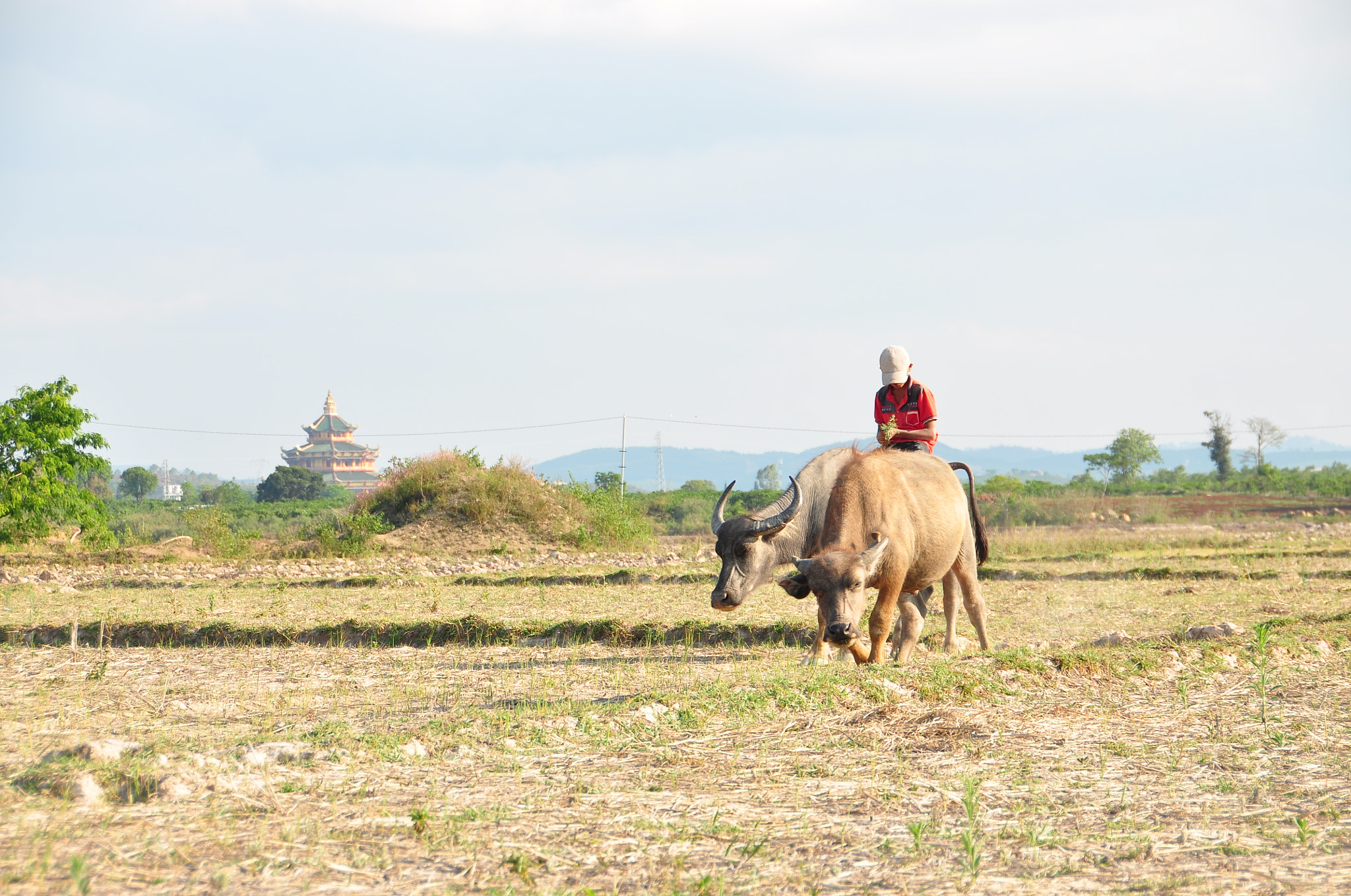 Nikon D90 sample photo. Herd... photography