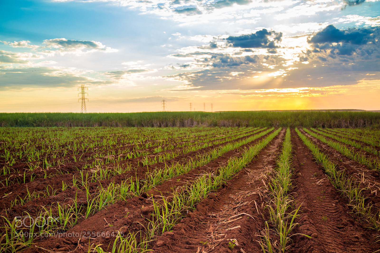 Canon EOS 6D sample photo. Sugar cane sunset plantation photography