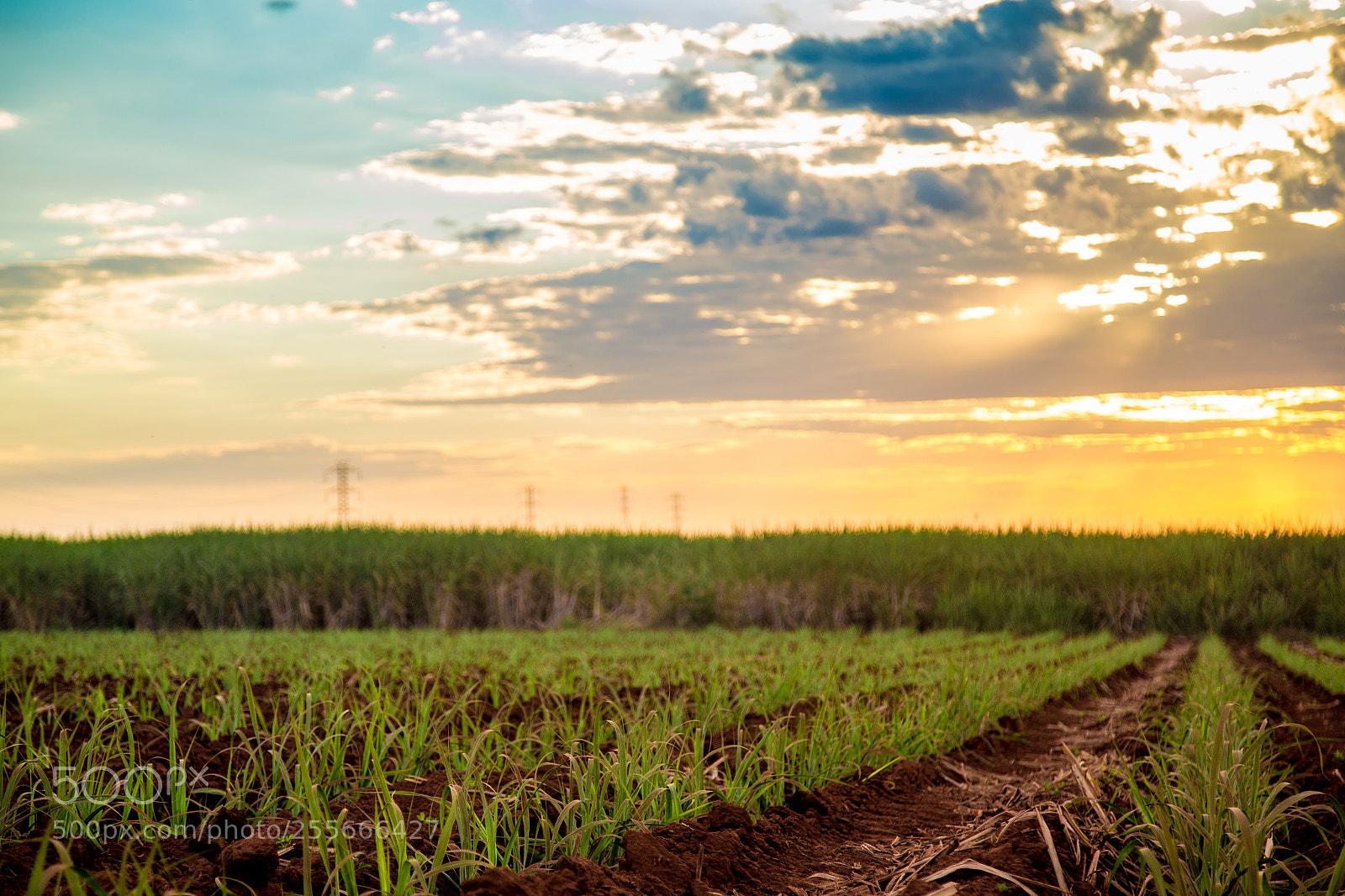 Canon EOS 6D sample photo. Sugar cane sunset plantation photography