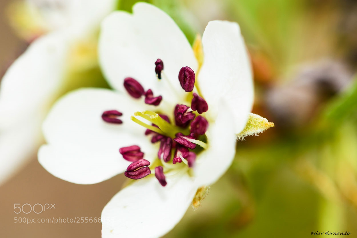 Nikon D5500 sample photo. Apple bloom photography