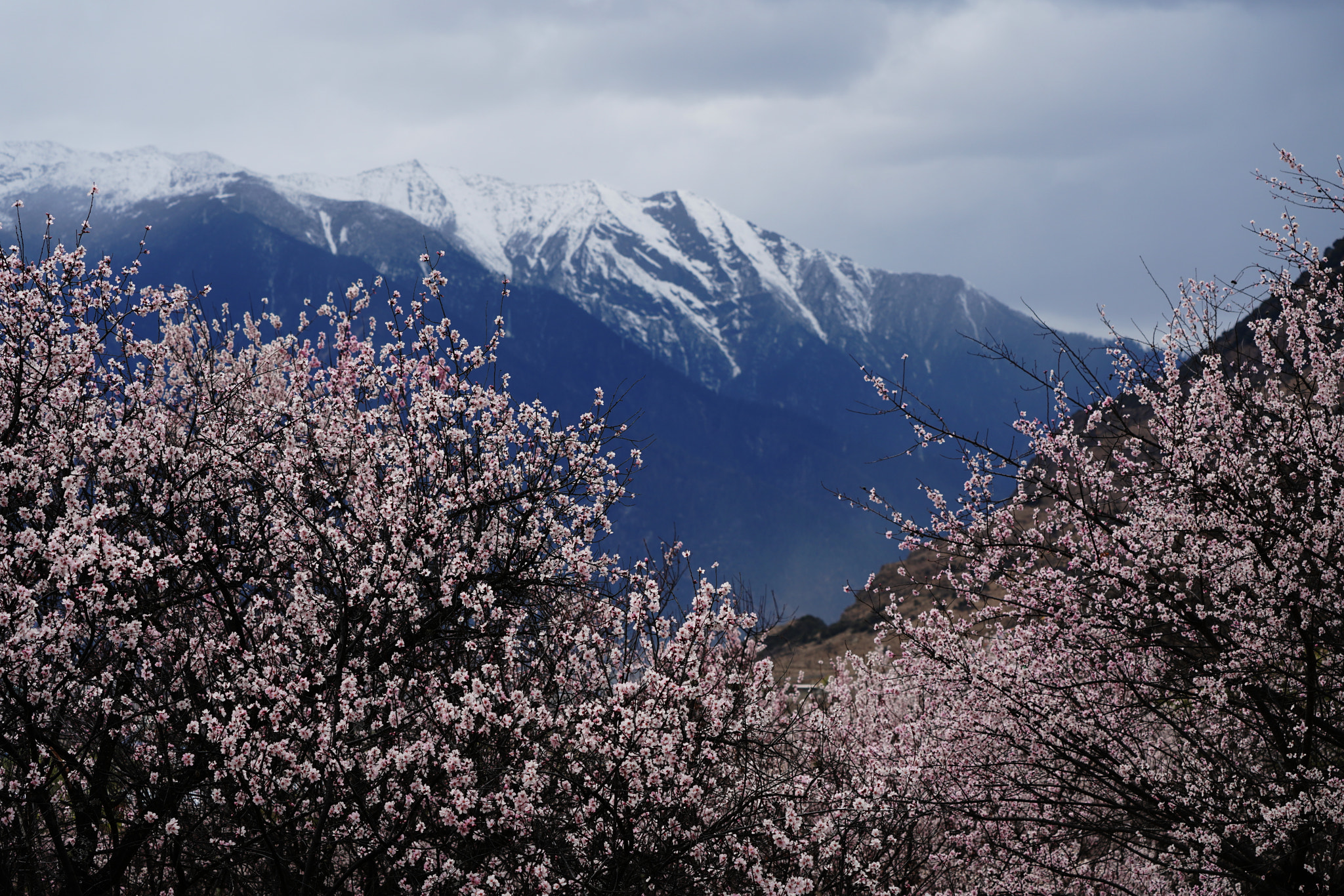 Sony FE 70-300mm F4.5-5.6 G OSS sample photo. 西藏林芝桃花 photography