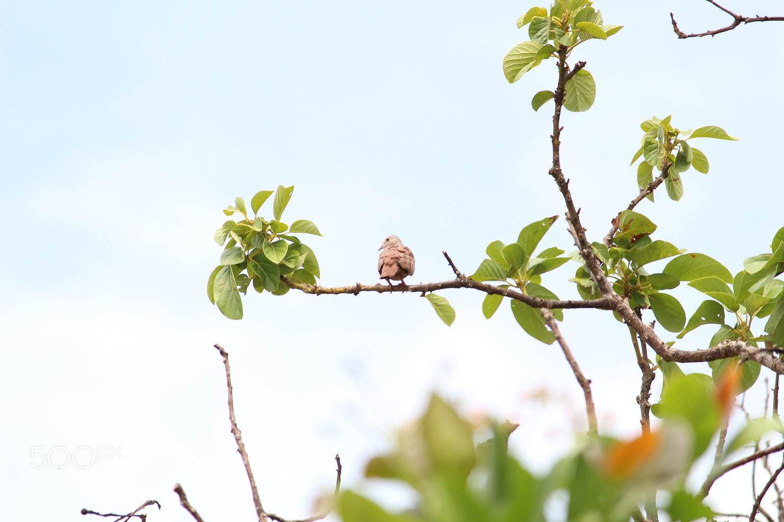Canon EOS 700D (EOS Rebel T5i / EOS Kiss X7i) sample photo. Ruddy ground dove photography