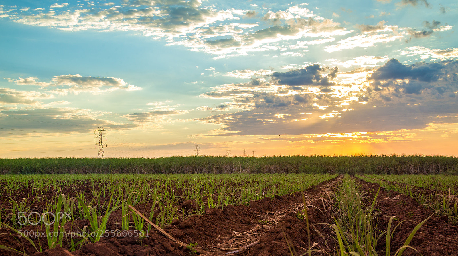 Canon EOS 6D sample photo. Sugar cane sunset plantation photography