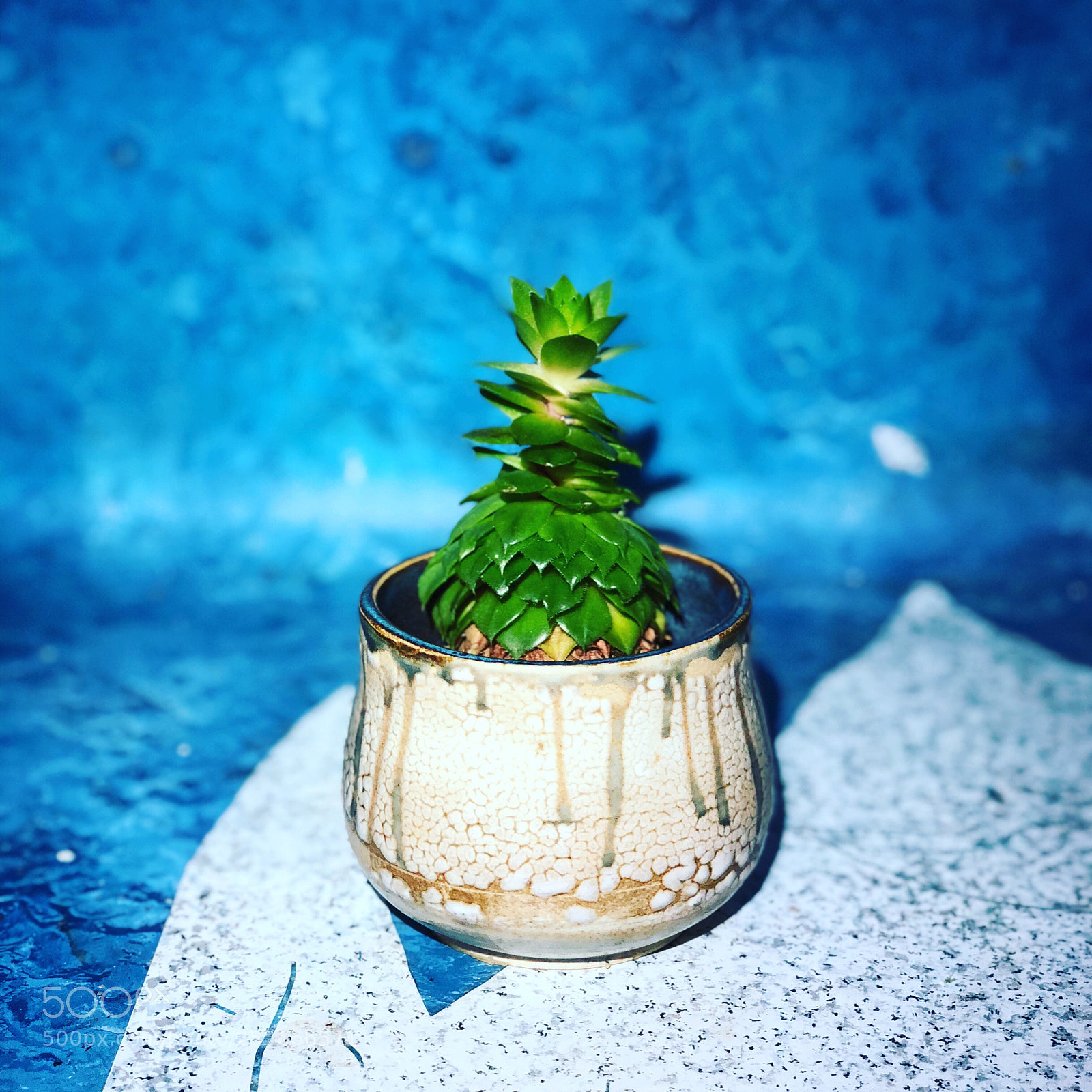 Apple iPhone X sample photo. My little plant photography