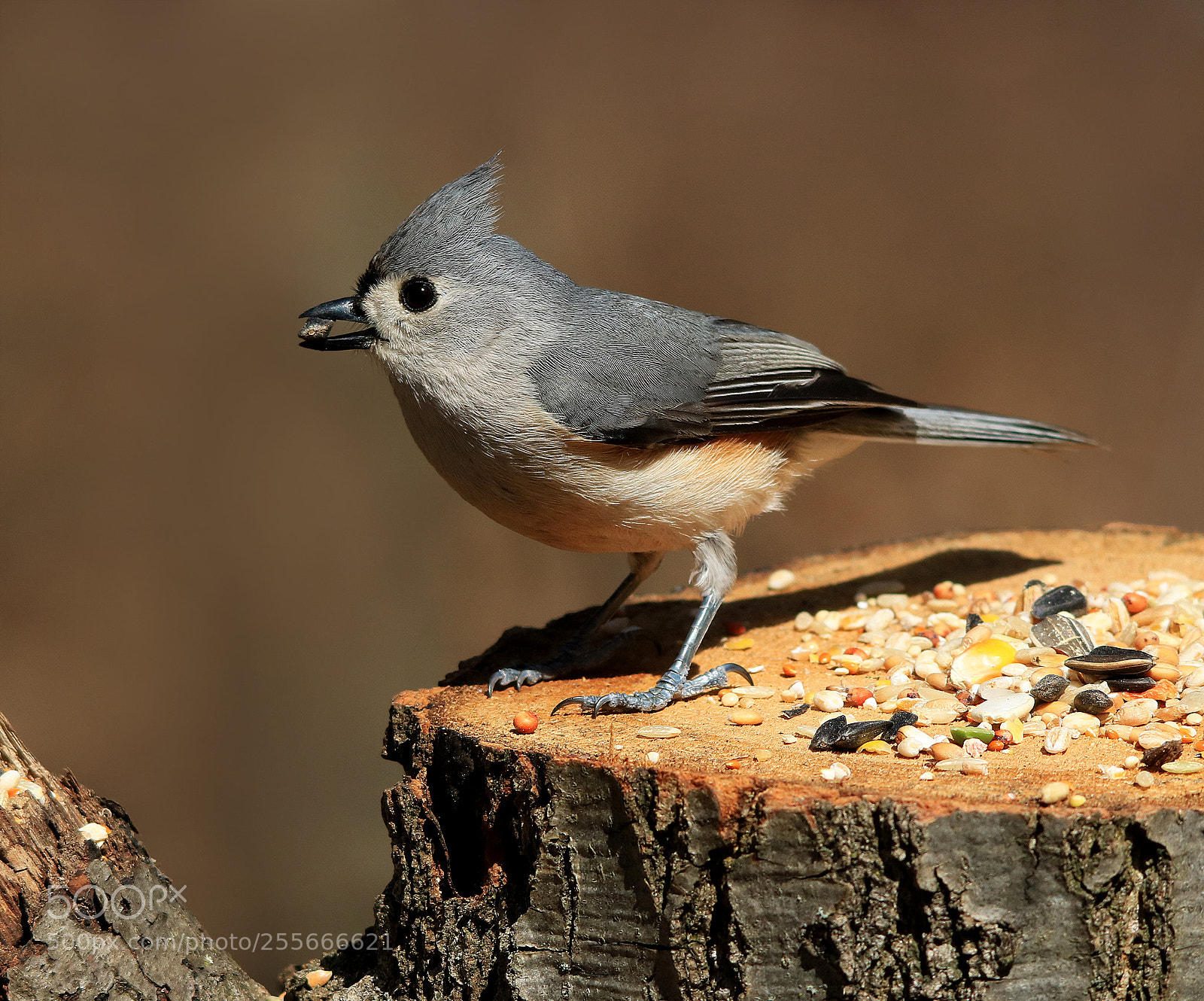 Canon EOS 750D (EOS Rebel T6i / EOS Kiss X8i) sample photo. Tufted titmouse photography