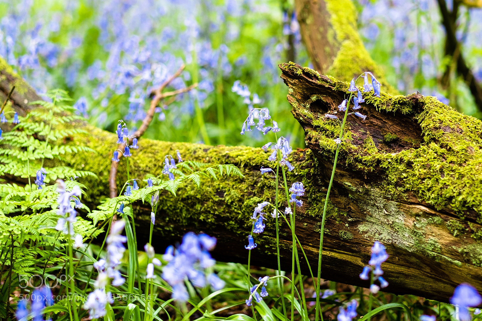 Fujifilm X-Pro1 sample photo. Macro woodland photography