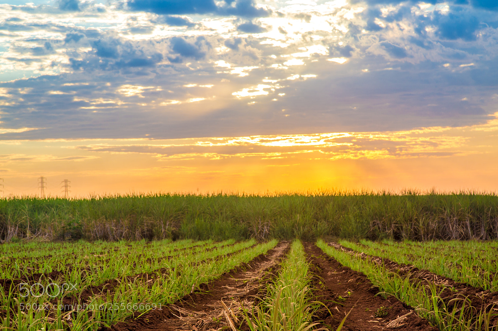 Canon EOS 6D sample photo. Sugar cane sunset plantation photography
