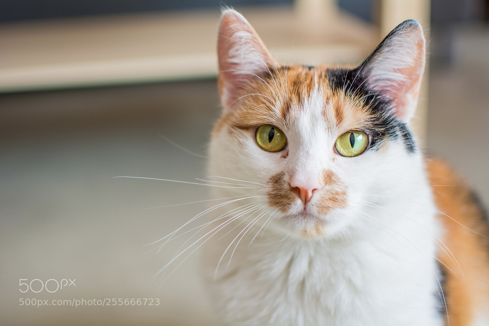 Nikon D7100 sample photo. Pixie photography