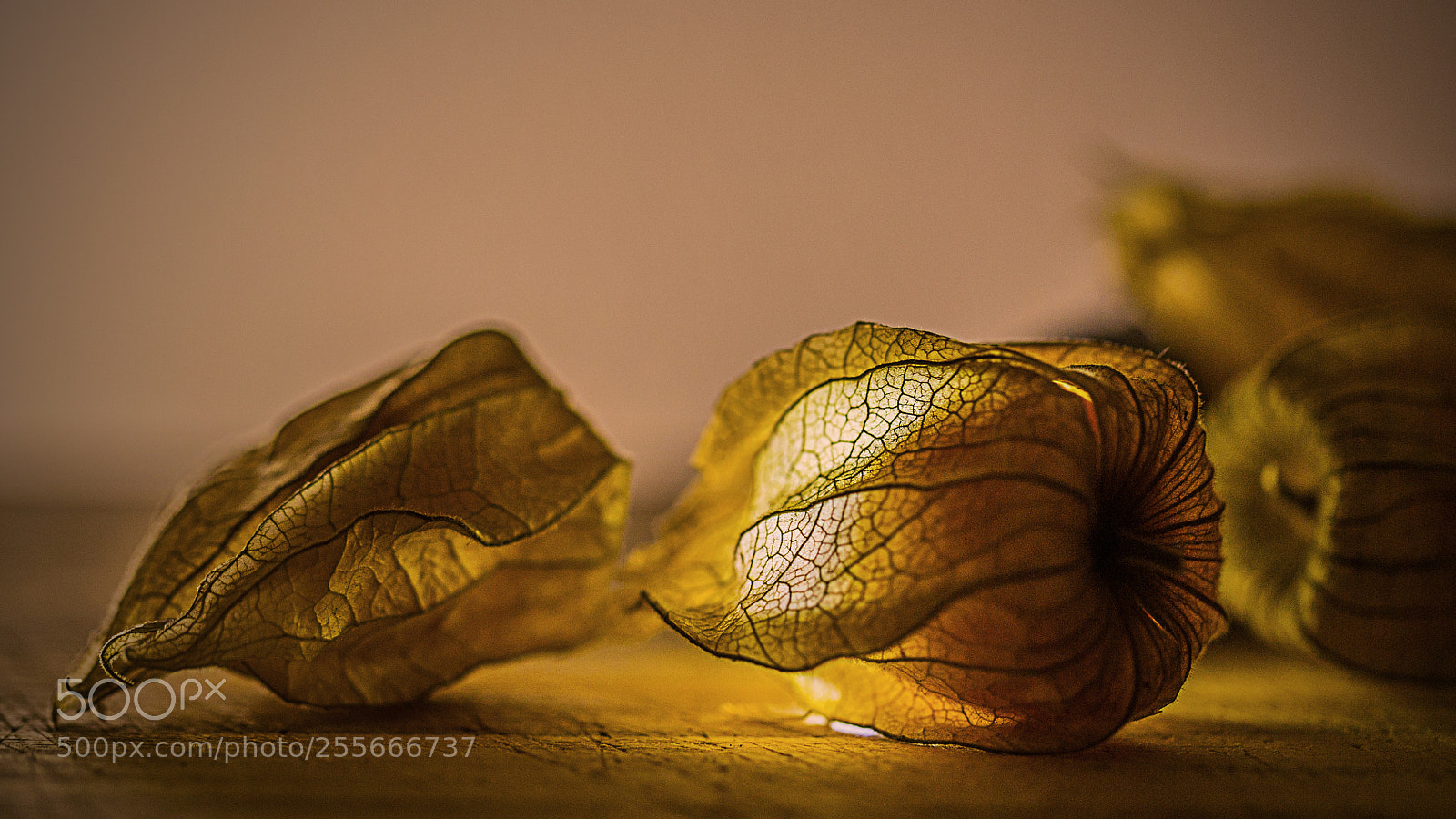 Canon EOS 6D sample photo. Physalis lantern photography