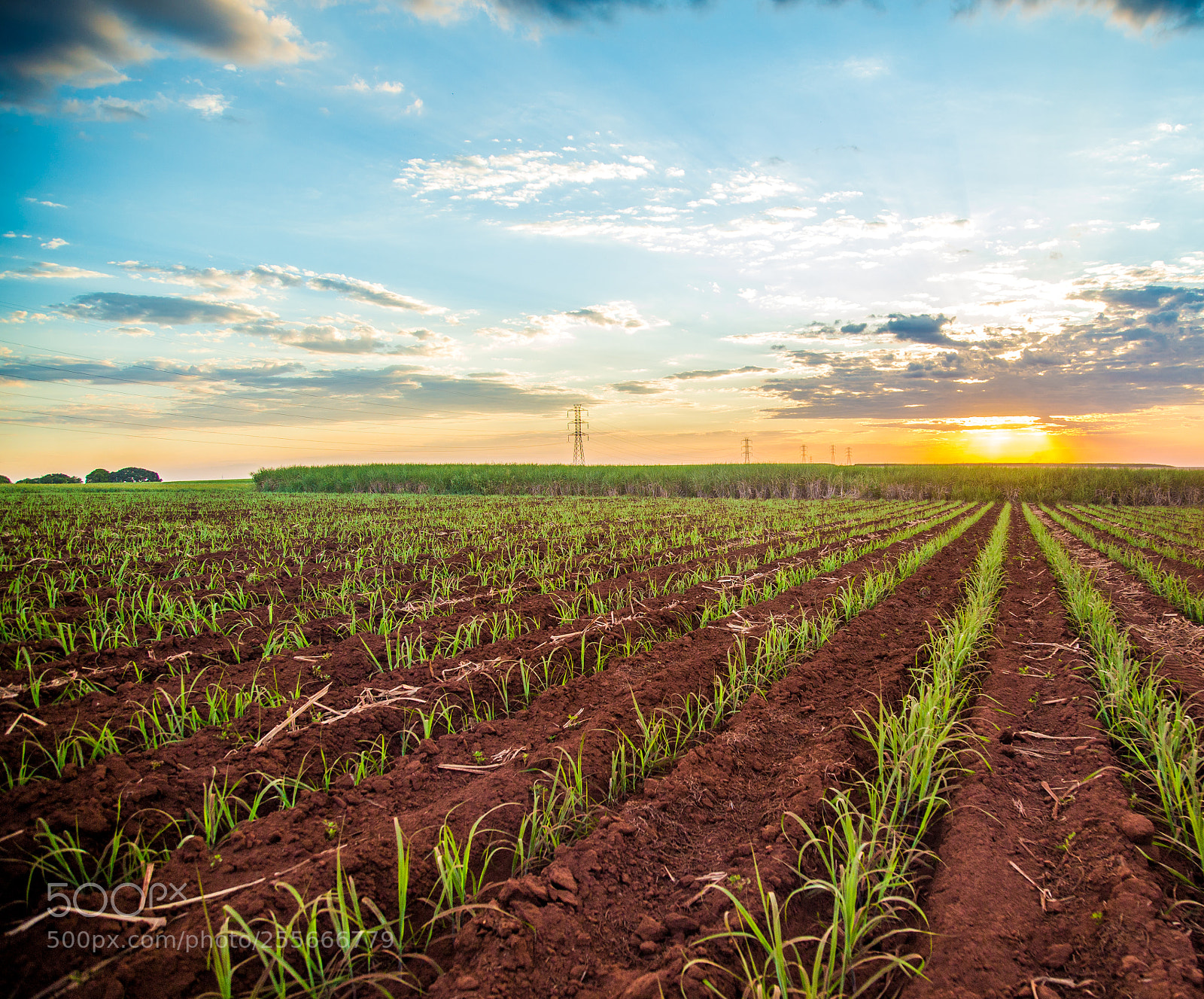 Canon EOS 6D sample photo. Sugar cane sunset plantation photography