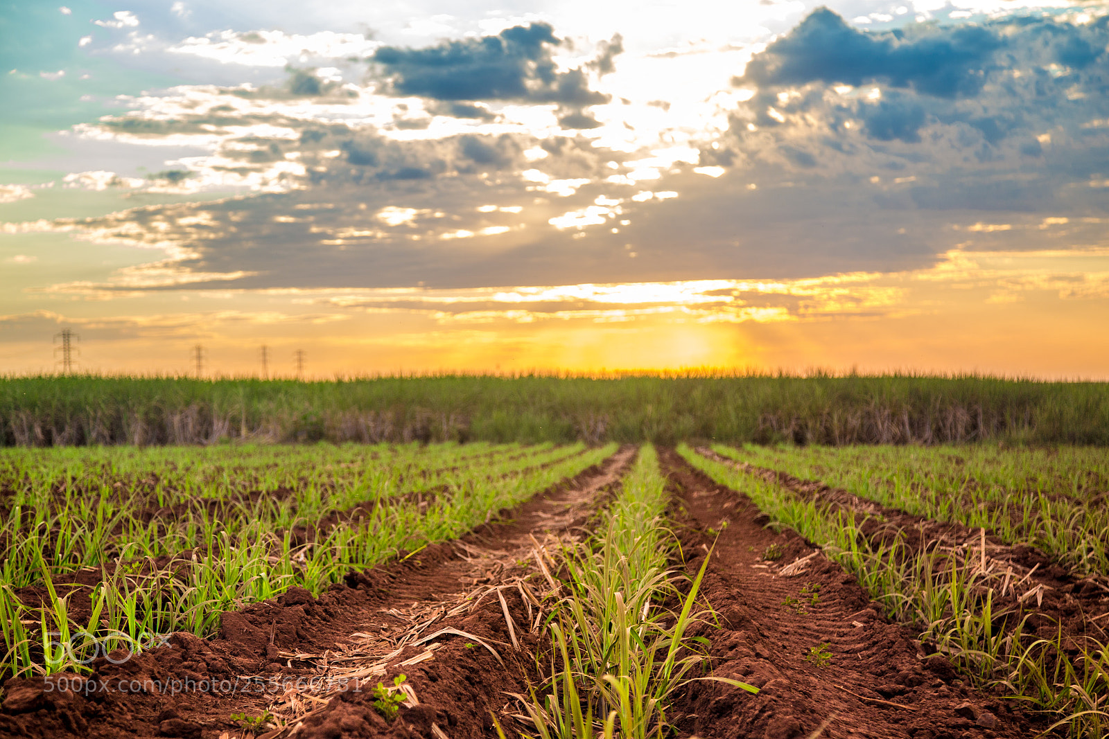 Canon EOS 6D sample photo. Sugar cane sunset plantation photography