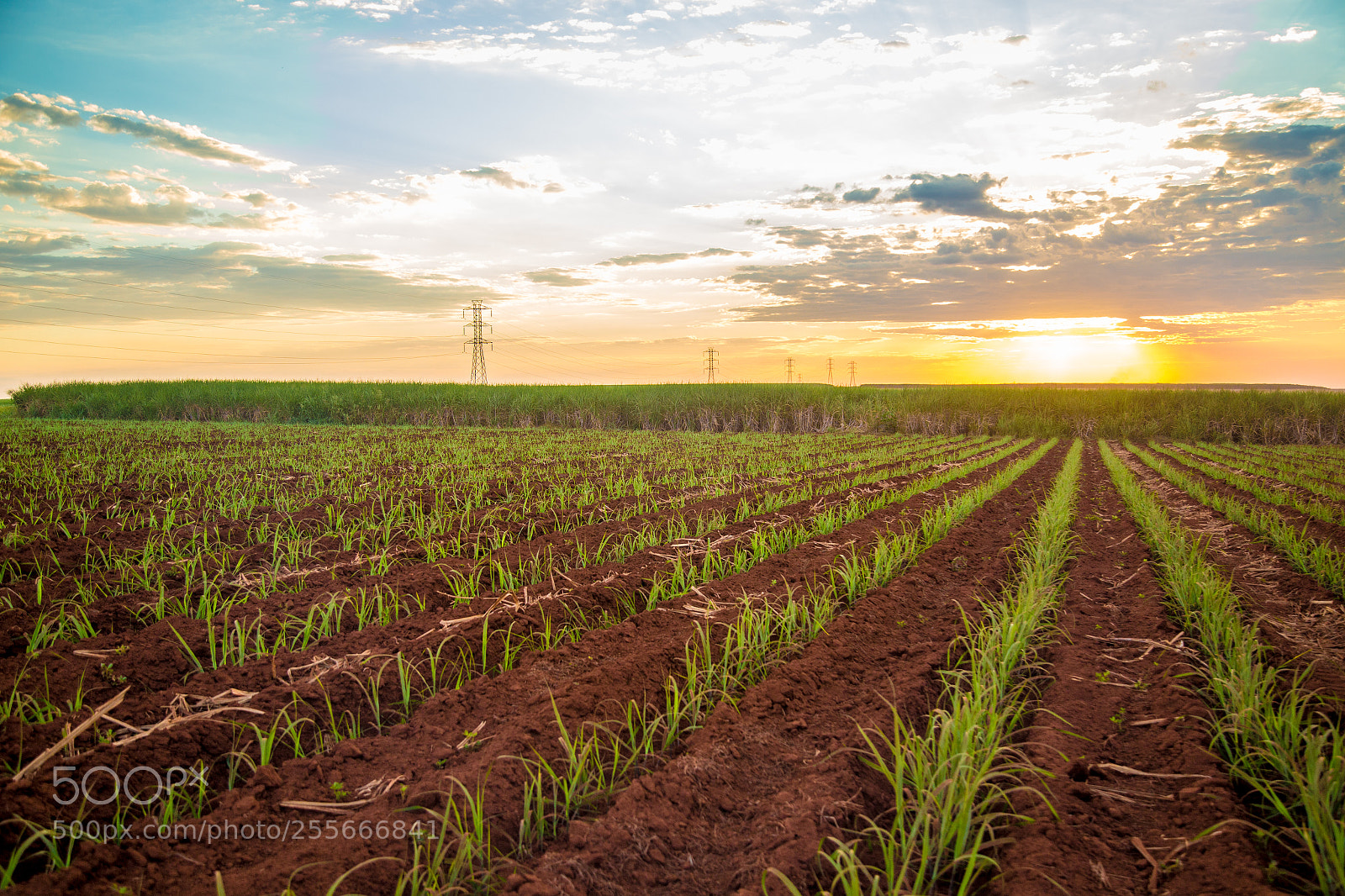 Canon EOS 6D sample photo. Sugar cane sunset plantation photography