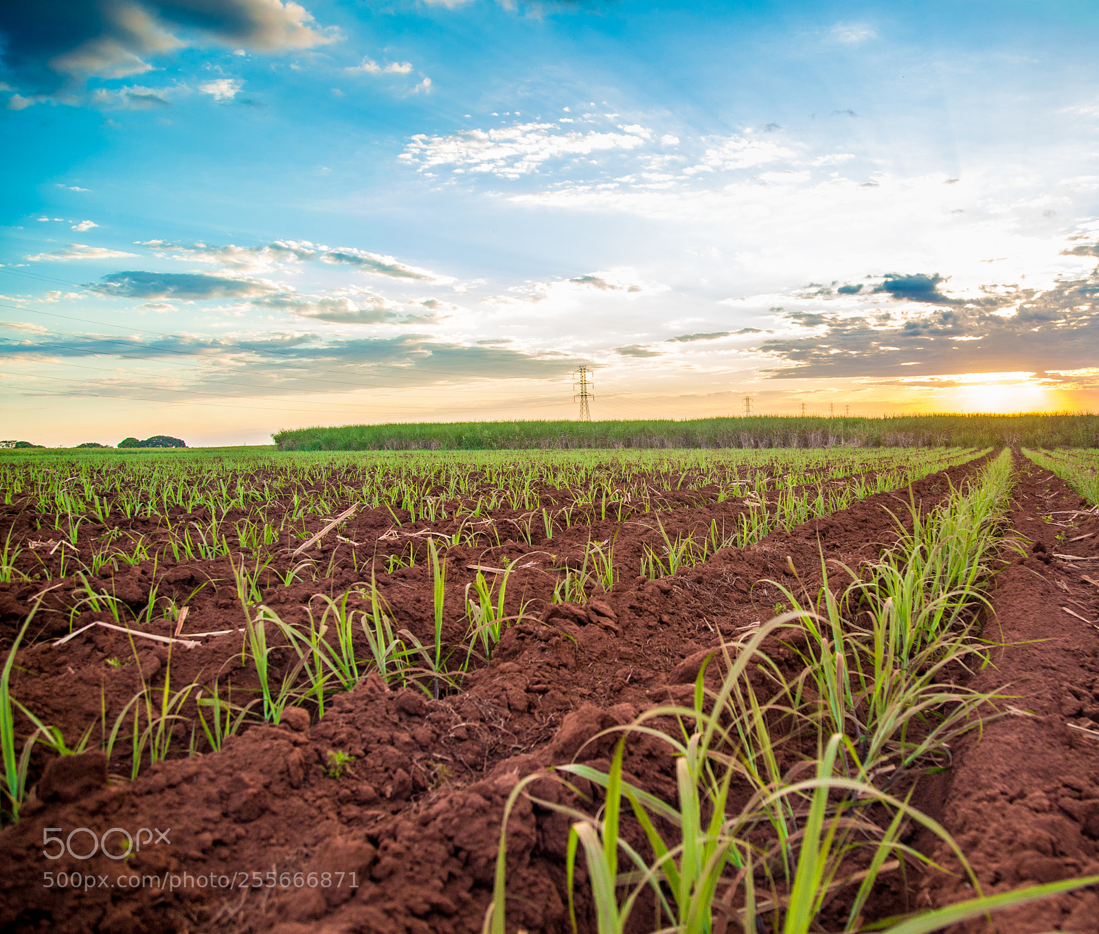 Canon EOS 6D sample photo. Sugar cane sunset plantation photography