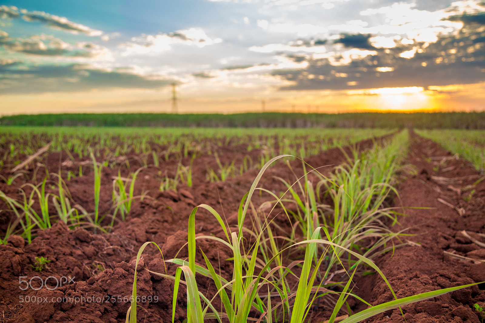 Canon EOS 6D sample photo. Sugar cane sunset plantation photography