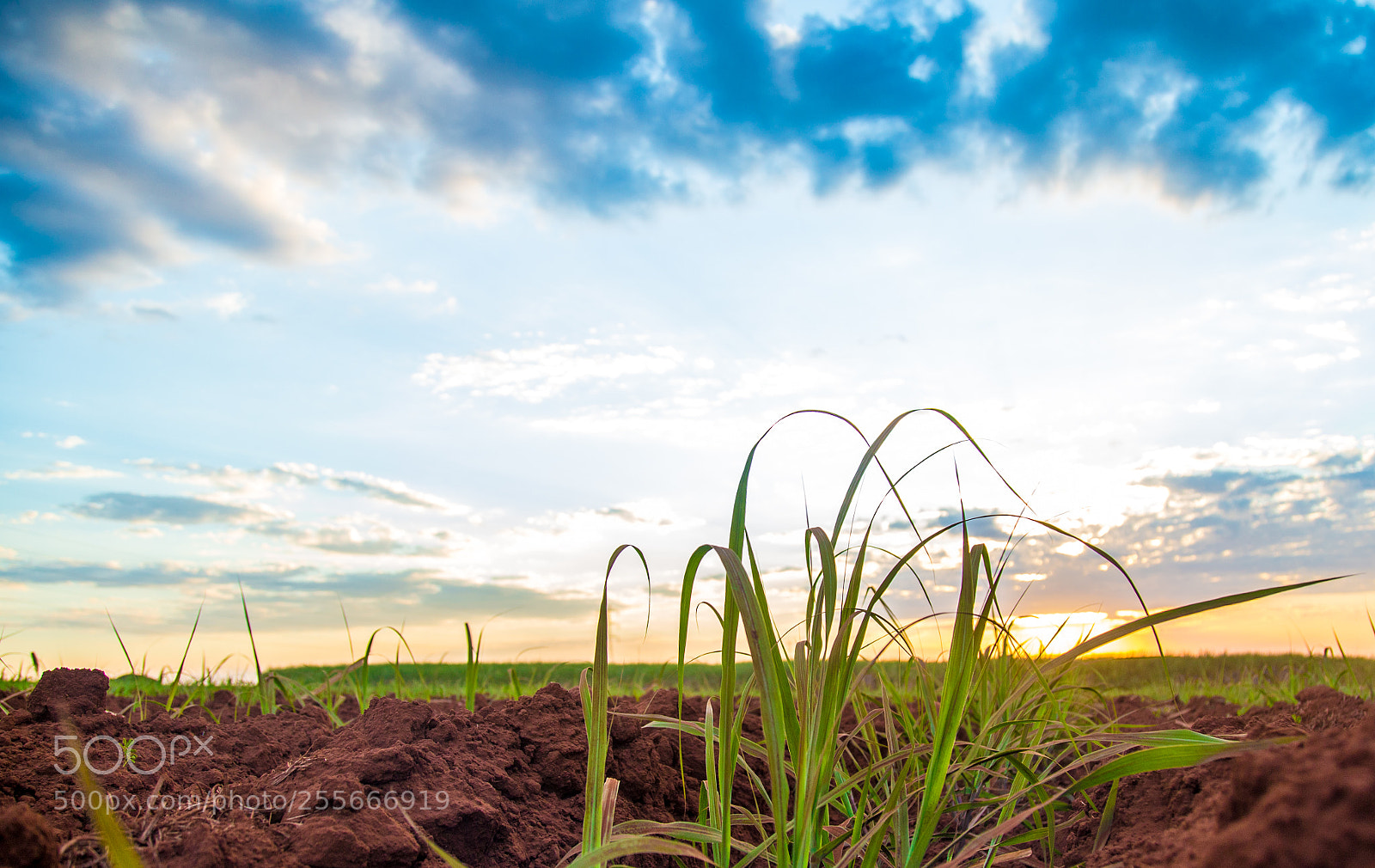 Canon EOS 6D sample photo. Sugar cane sunset plantation photography