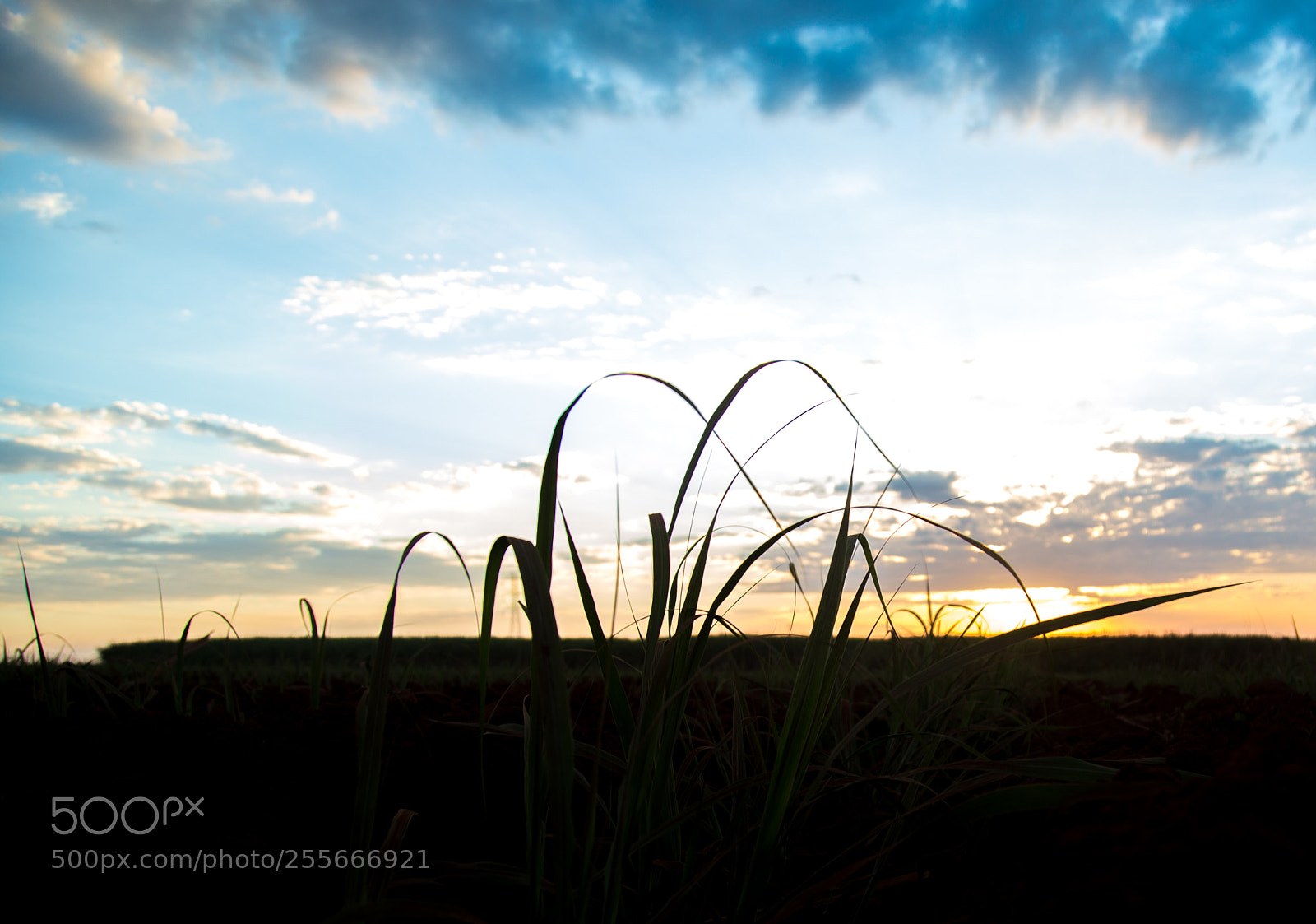 Canon EOS 6D sample photo. Sugar cane sunset plantation photography