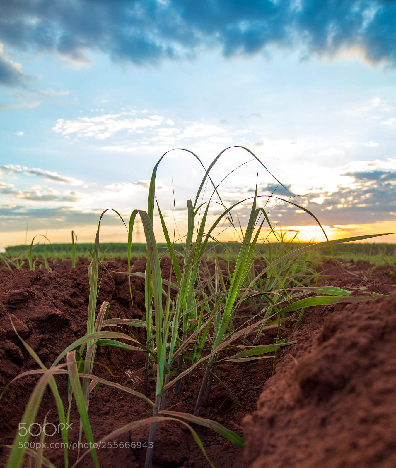 Canon EOS 6D sample photo. Sugar cane sunset plantation photography