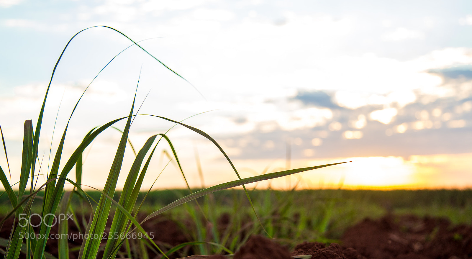 Canon EOS 6D sample photo. Sugar cane sunset plantation photography