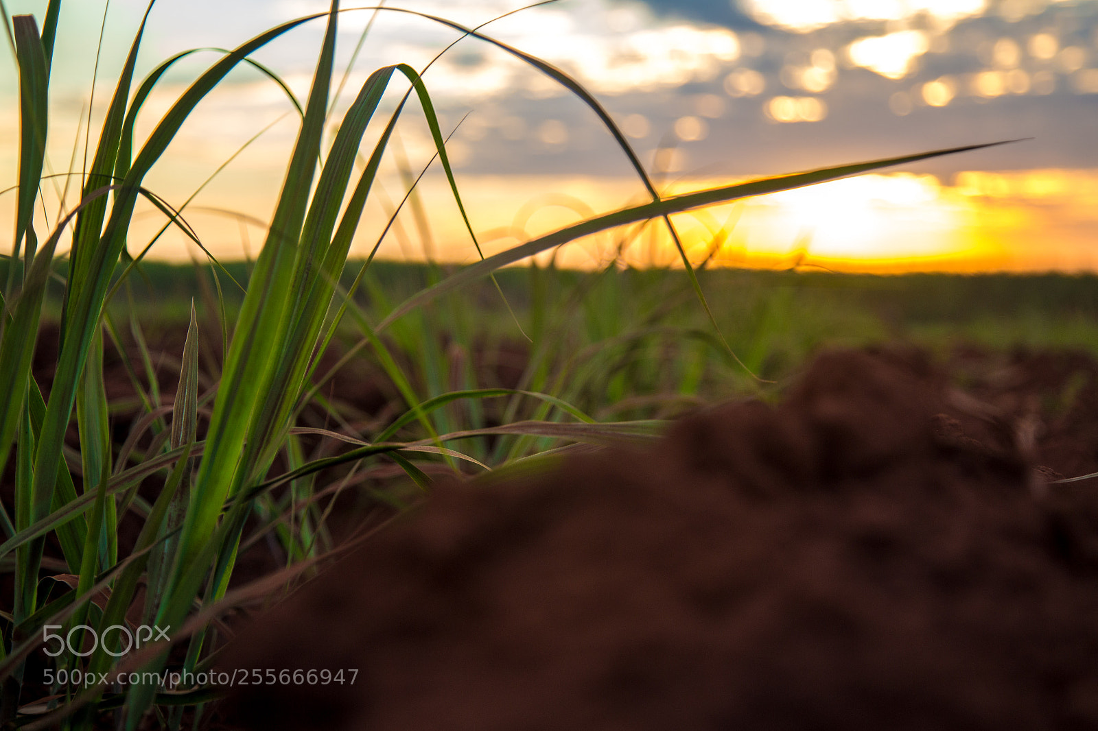 Canon EOS 6D sample photo. Sugar cane sunset plantation photography