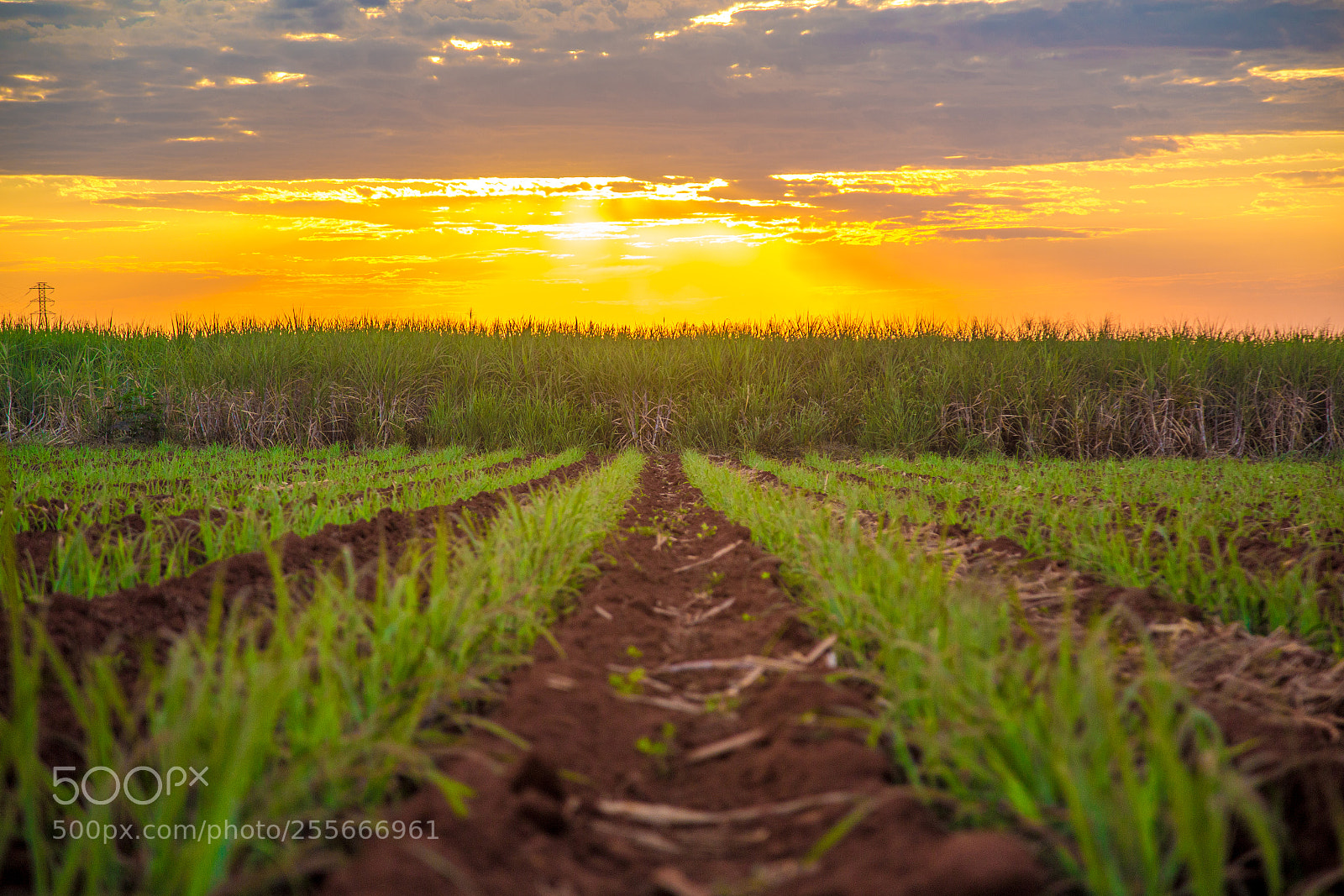 Canon EOS 6D sample photo. Sugar cane sunset plantation photography