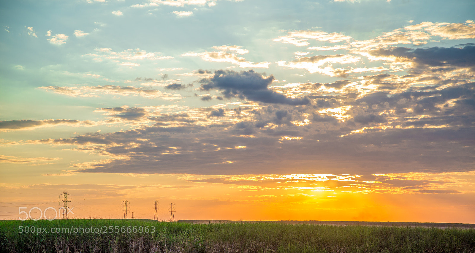 Canon EOS 6D sample photo. Sugar cane sunset plantation photography