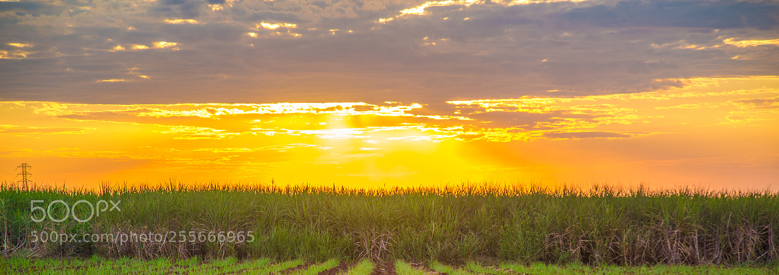 Canon EOS 6D sample photo. Sugar cane sunset plantation photography