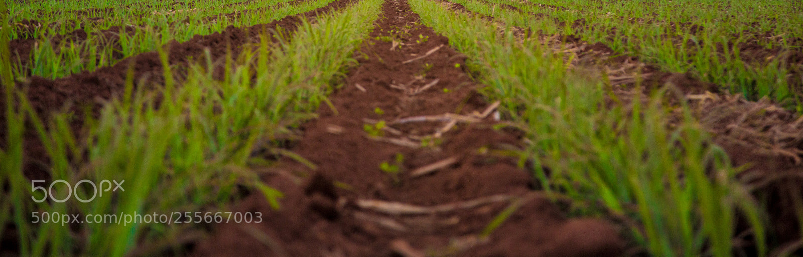 Canon EOS 6D sample photo. Sugar cane sunset plantation photography