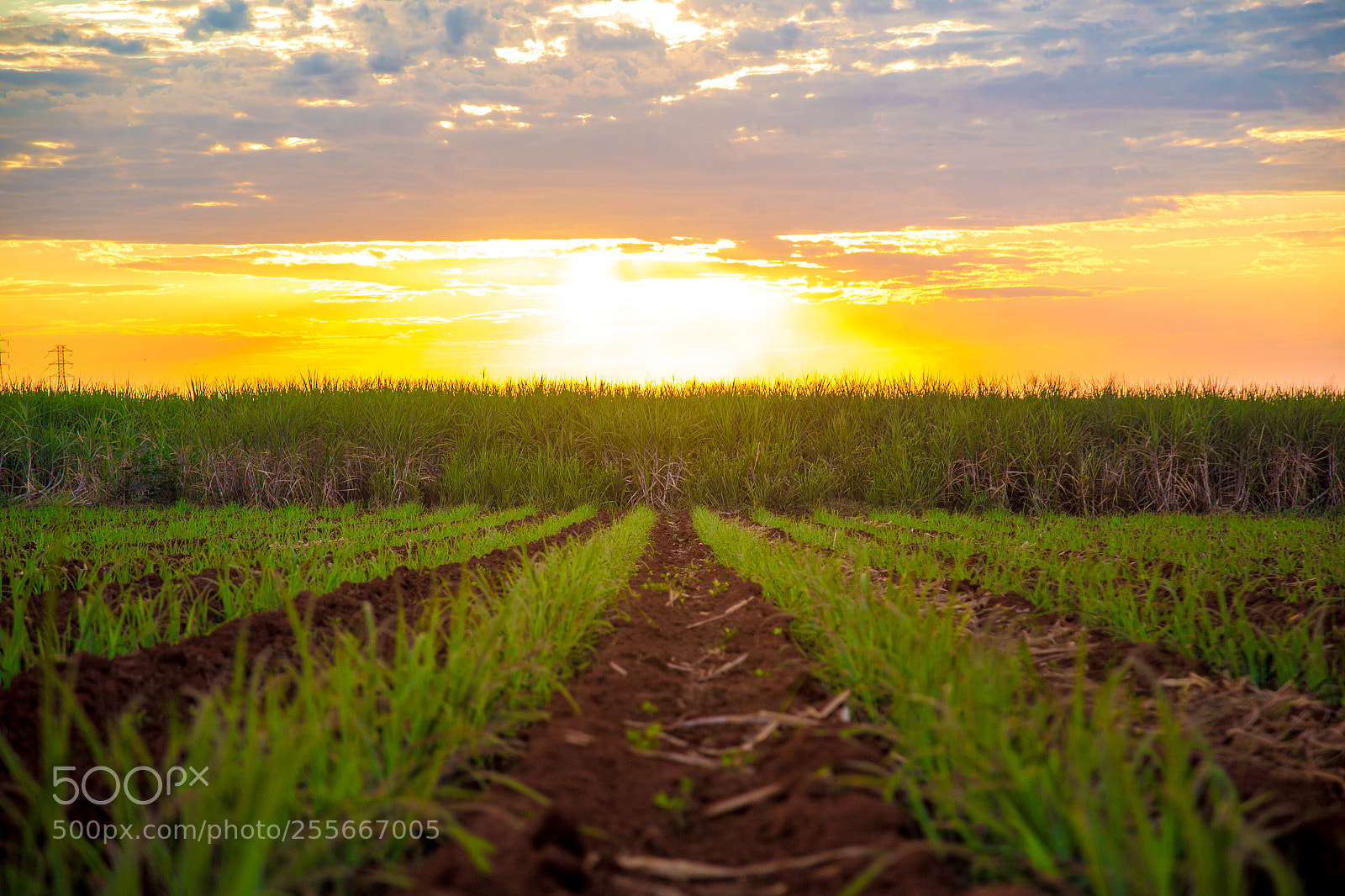 Canon EOS 6D sample photo. Sugar cane sunset plantation photography