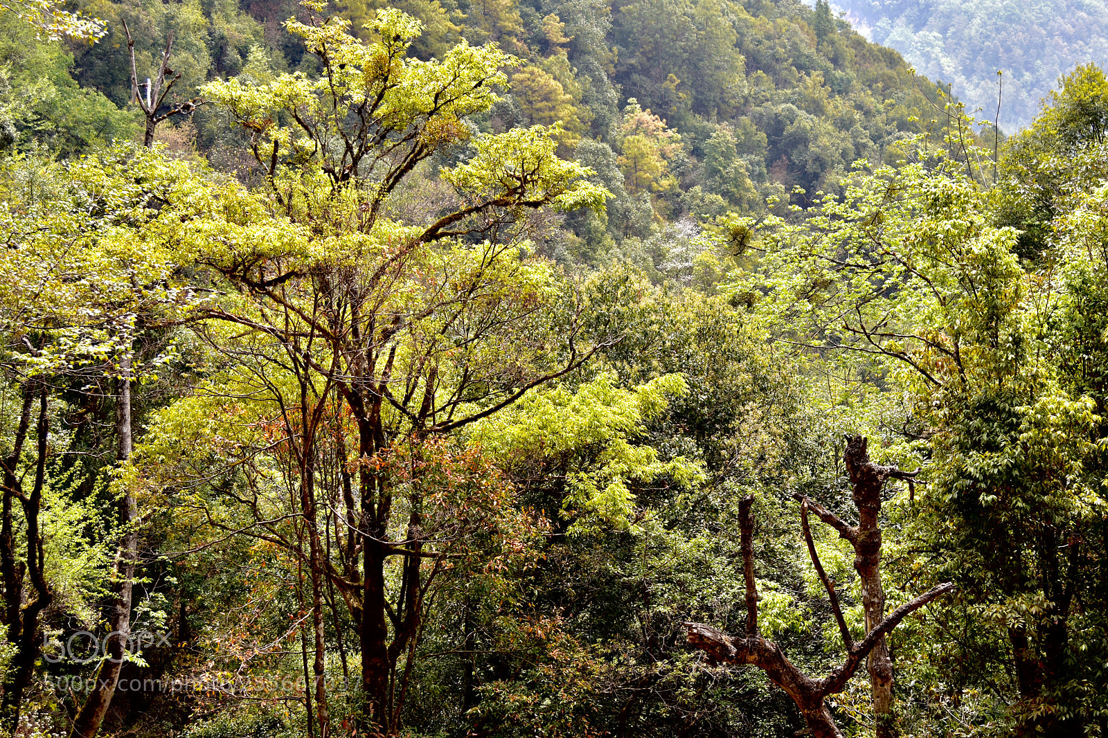 Nikon D7200 sample photo. Forest photography