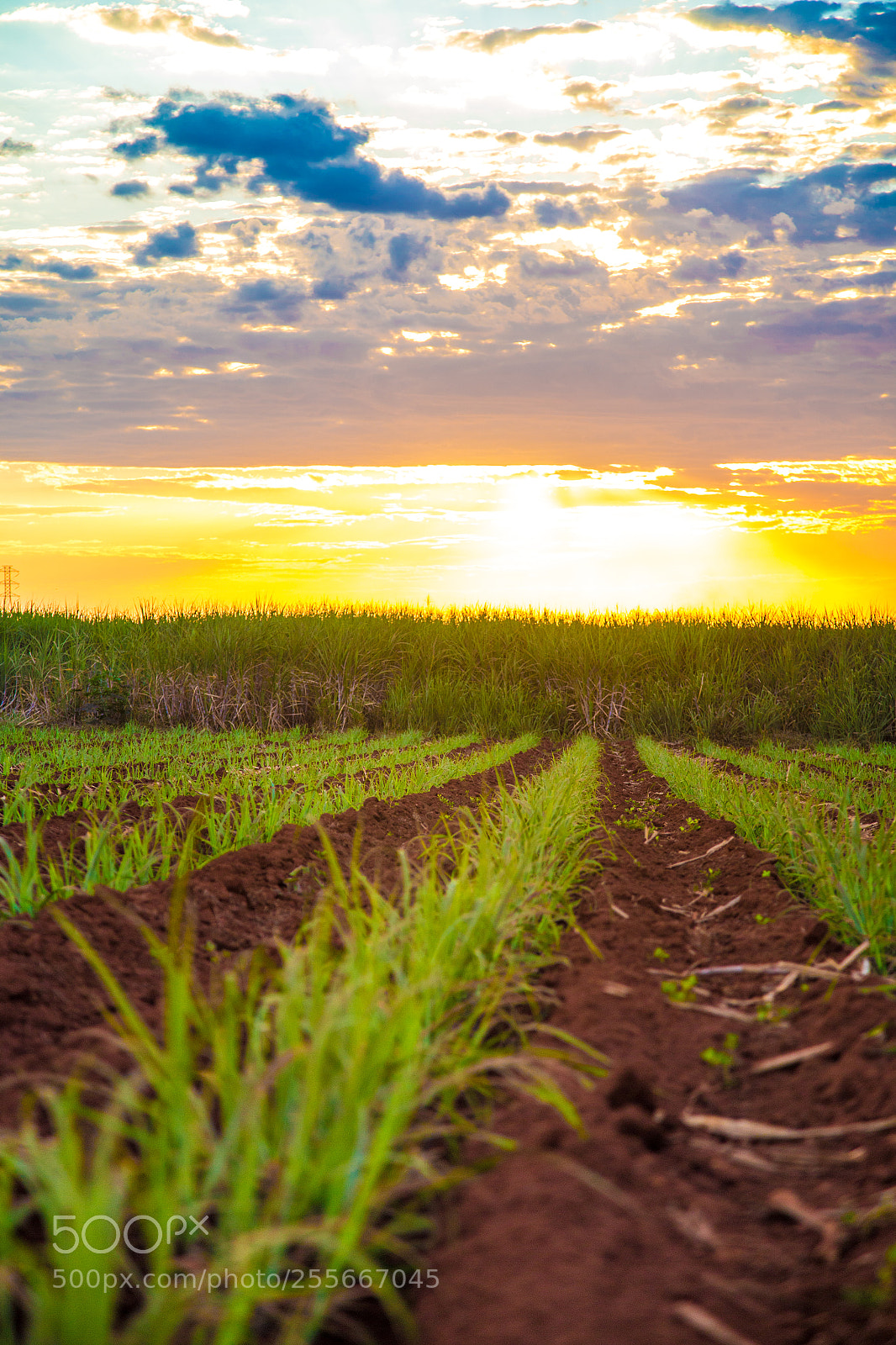 Canon EOS 6D sample photo. Sugar cane sunset plantation photography