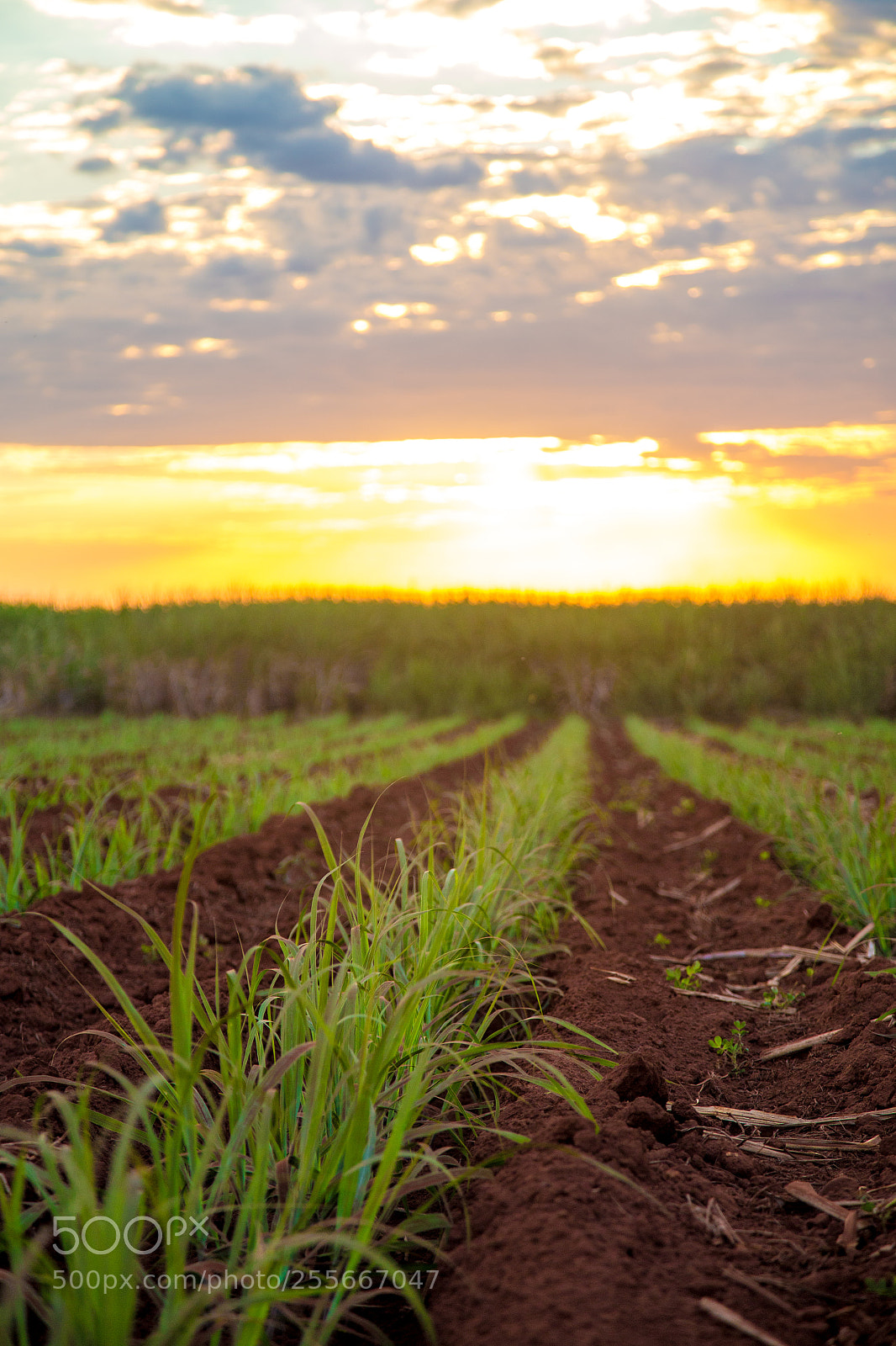 Canon EOS 6D sample photo. Sugar cane sunset plantation photography