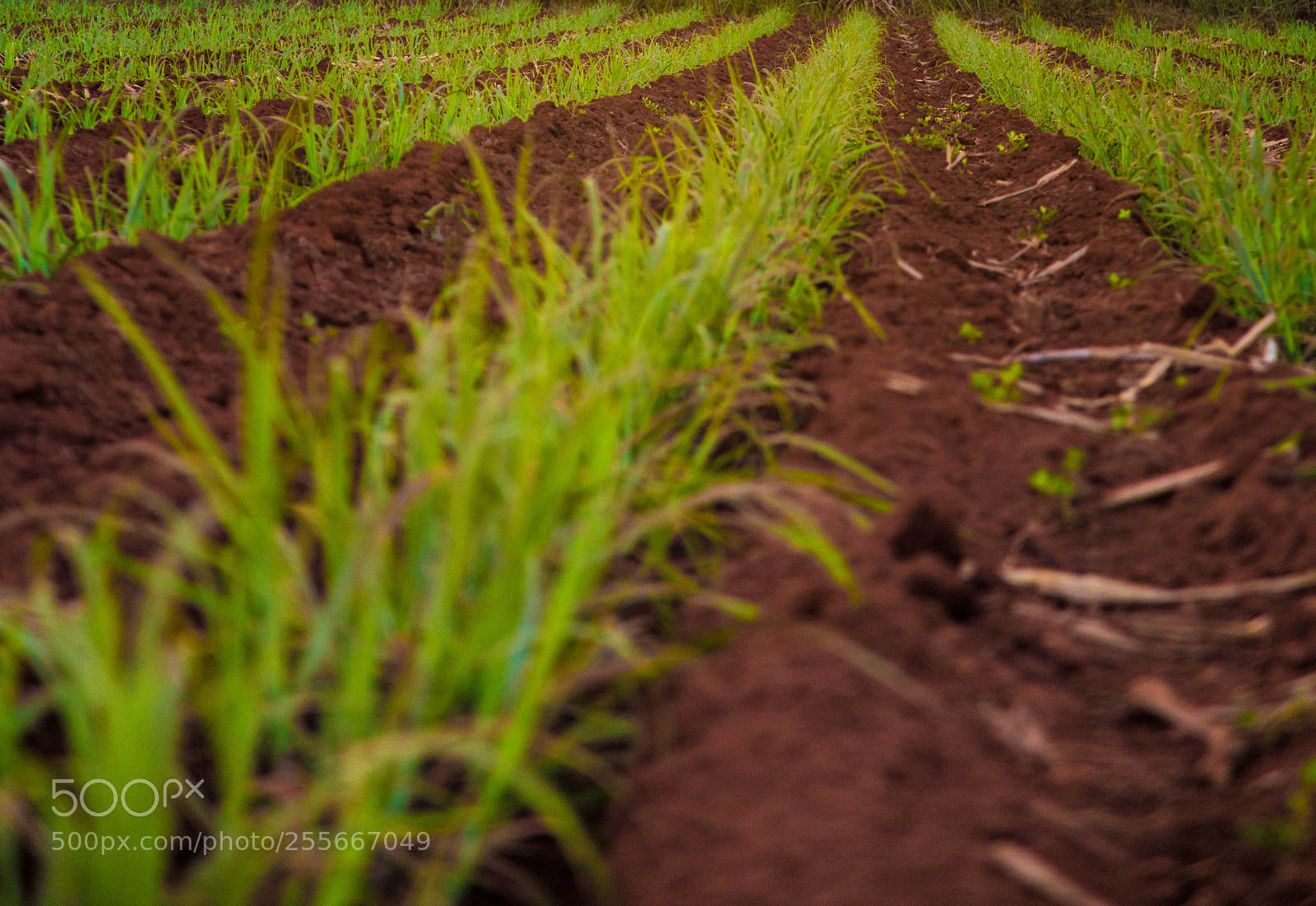 Canon EOS 6D sample photo. Sugar cane sunset plantation photography
