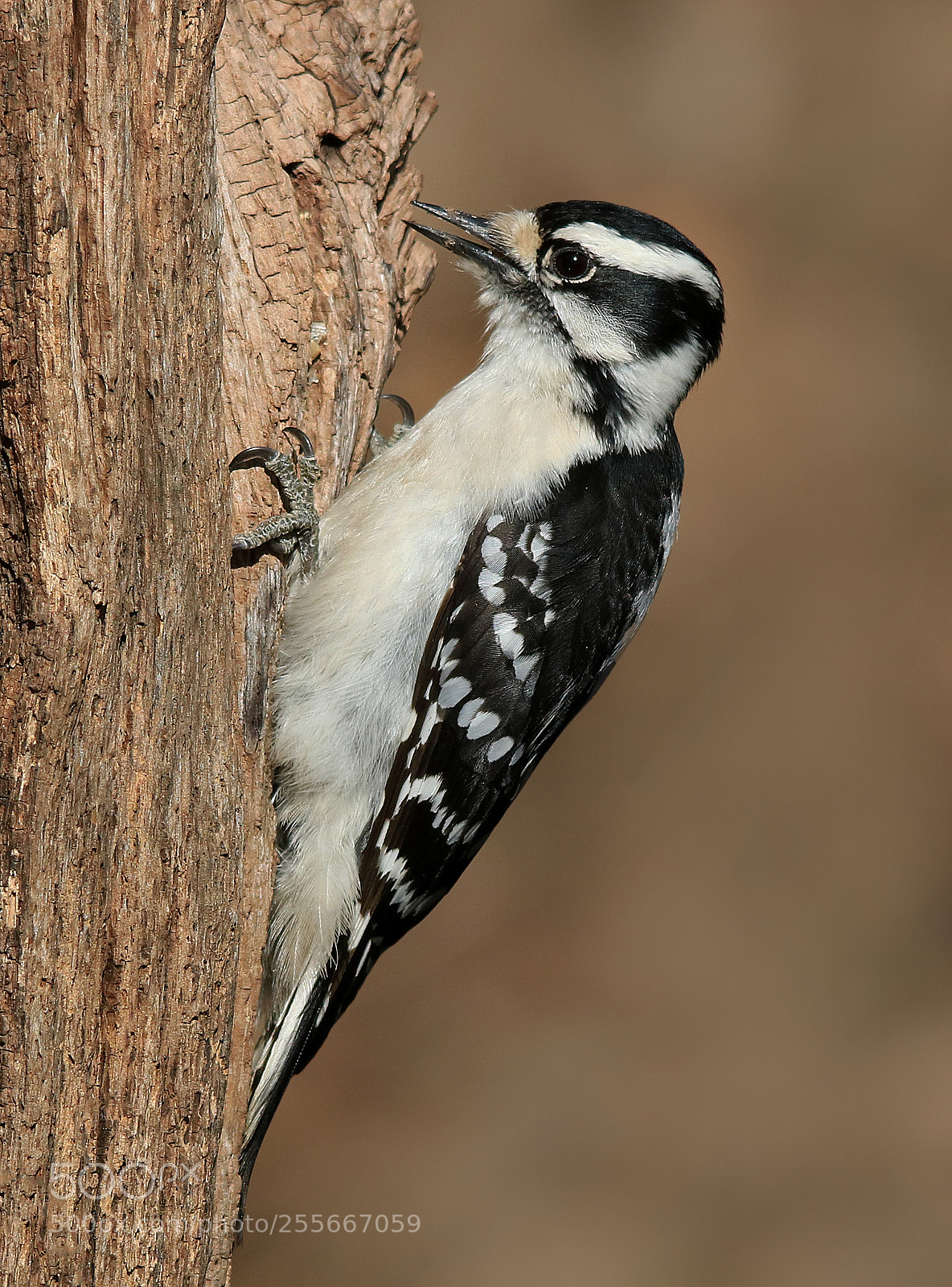 Canon EOS 750D (EOS Rebel T6i / EOS Kiss X8i) sample photo. Downy woodpecker photography