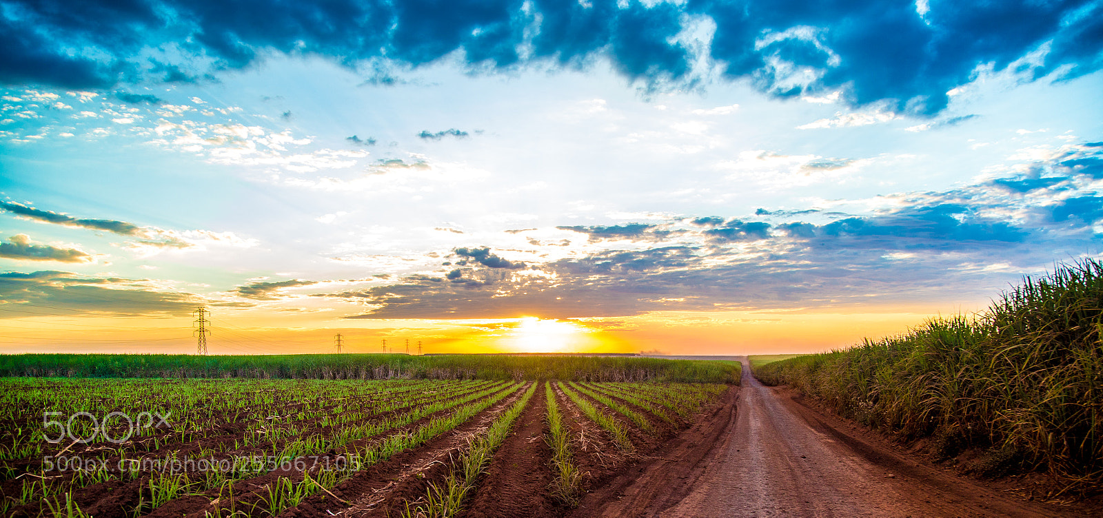 Canon EOS 6D sample photo. Sugar cane sunset plantation photography