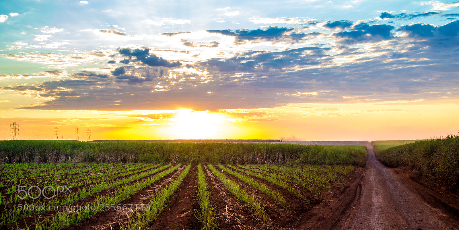 Canon EOS 6D sample photo. Sugar cane sunset plantation photography