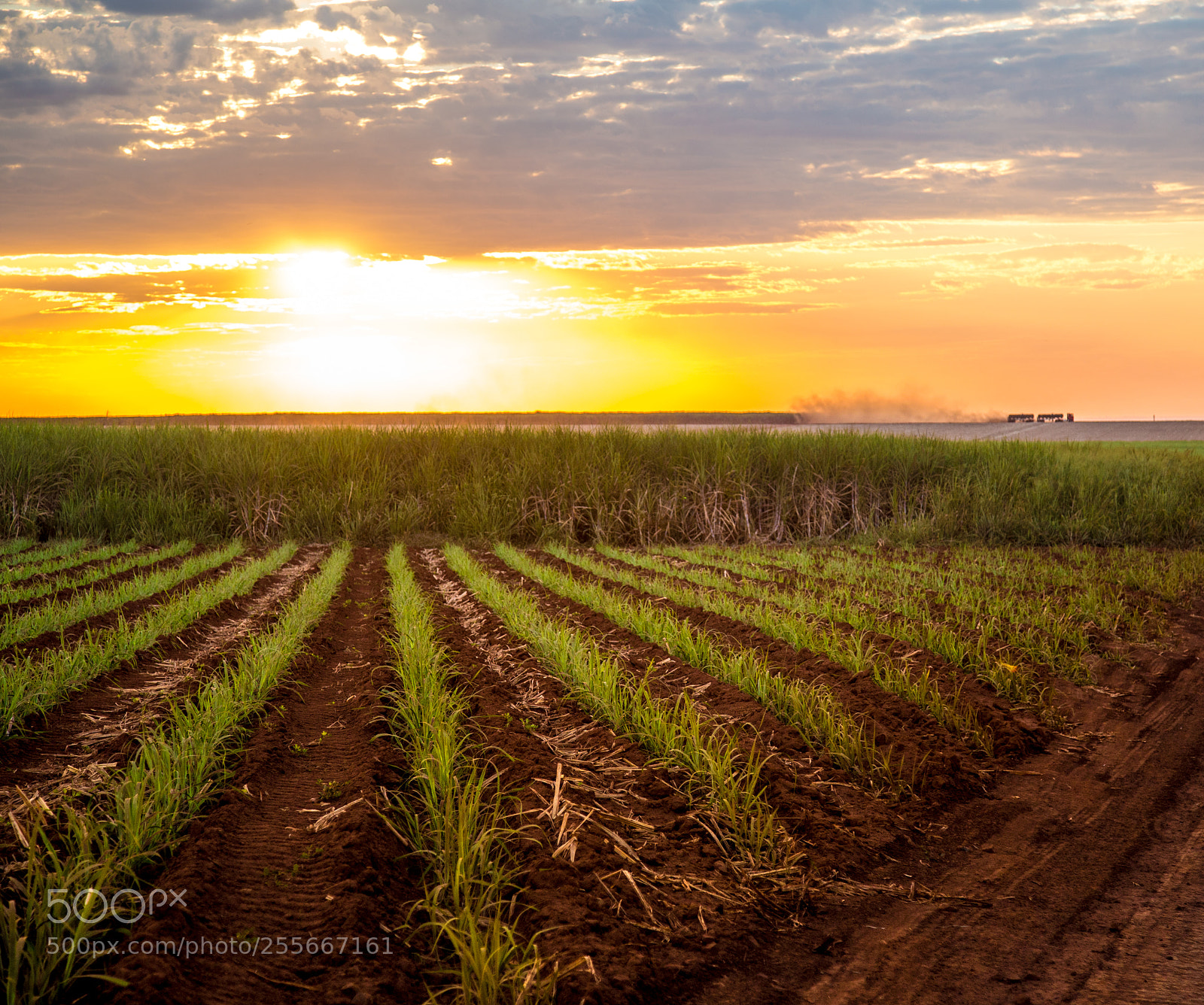 Canon EOS 6D sample photo. Sugar cane sunset plantation photography