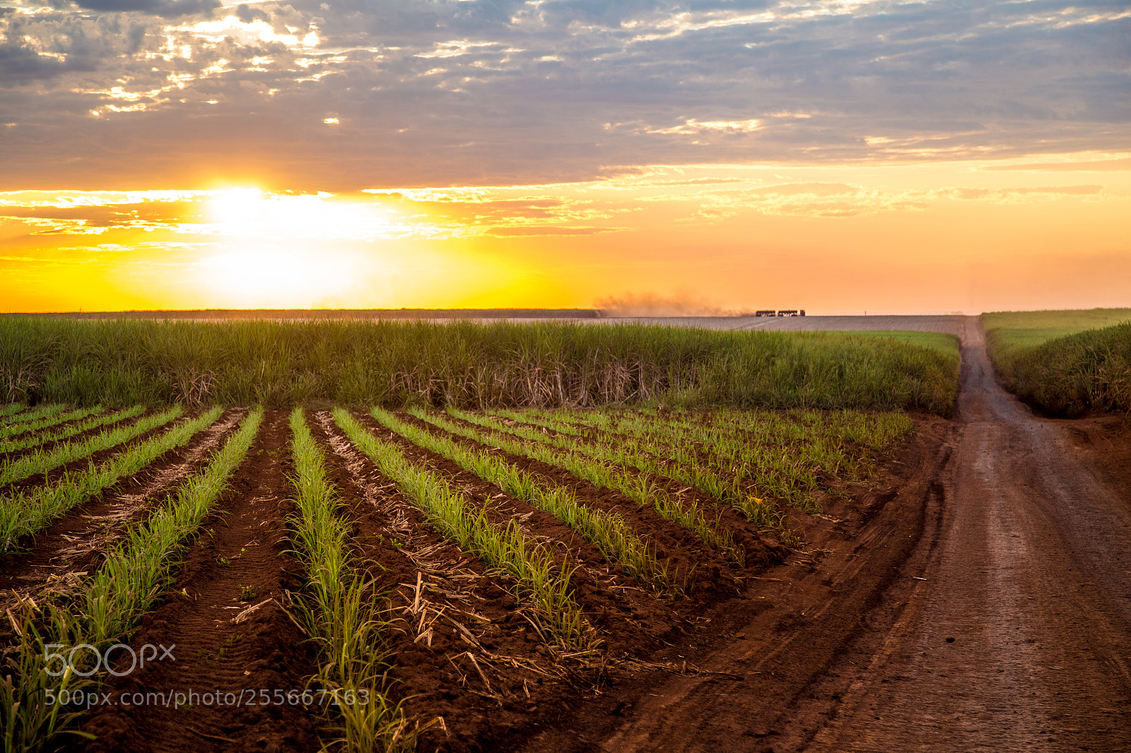 Canon EOS 6D sample photo. Sugar cane sunset plantation photography