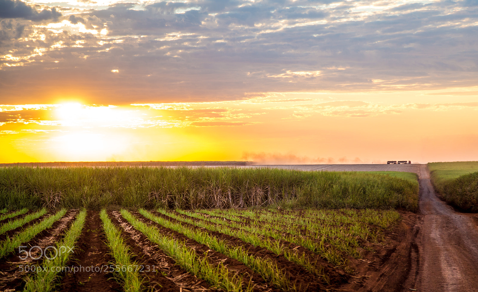 Canon EOS 6D sample photo. Sugar cane sunset plantation photography
