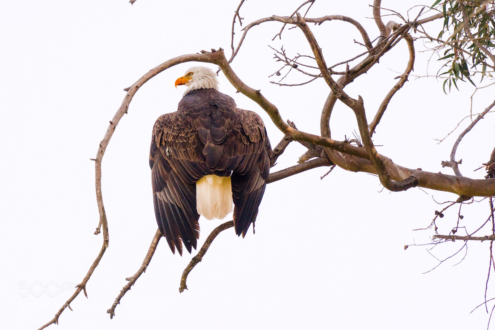 Sony a7 sample photo. American bald eagle photography