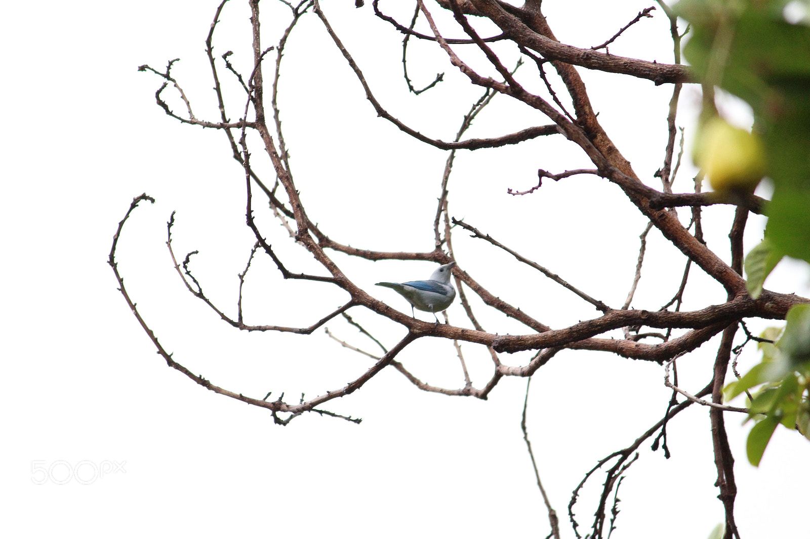 Canon EOS 700D (EOS Rebel T5i / EOS Kiss X7i) sample photo. Bluebird... photography