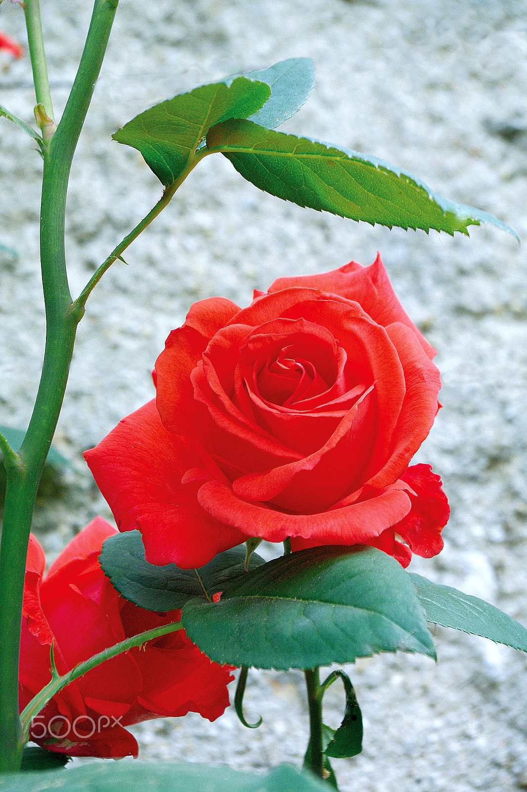 Pentax K-7 sample photo. Rose rouge photography