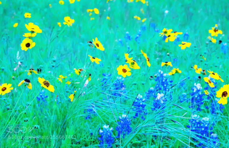 Fujifilm X-E2 sample photo. Wildflowers almost painting like photography