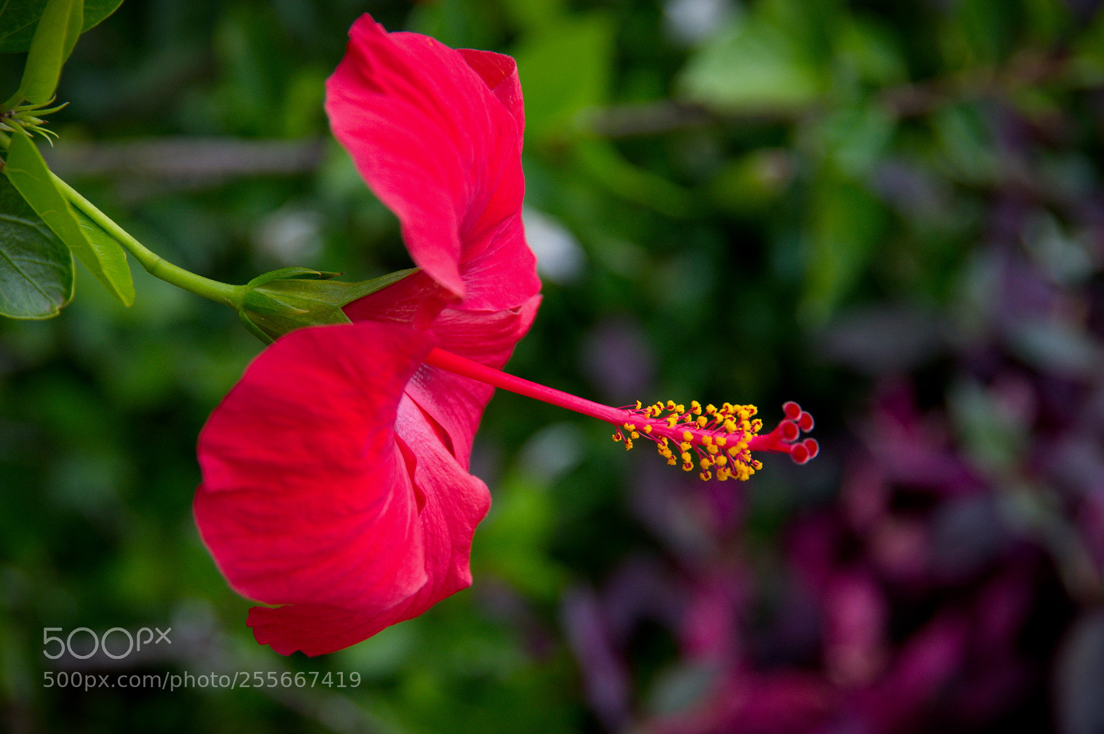 Pentax K-3 sample photo. Img photography